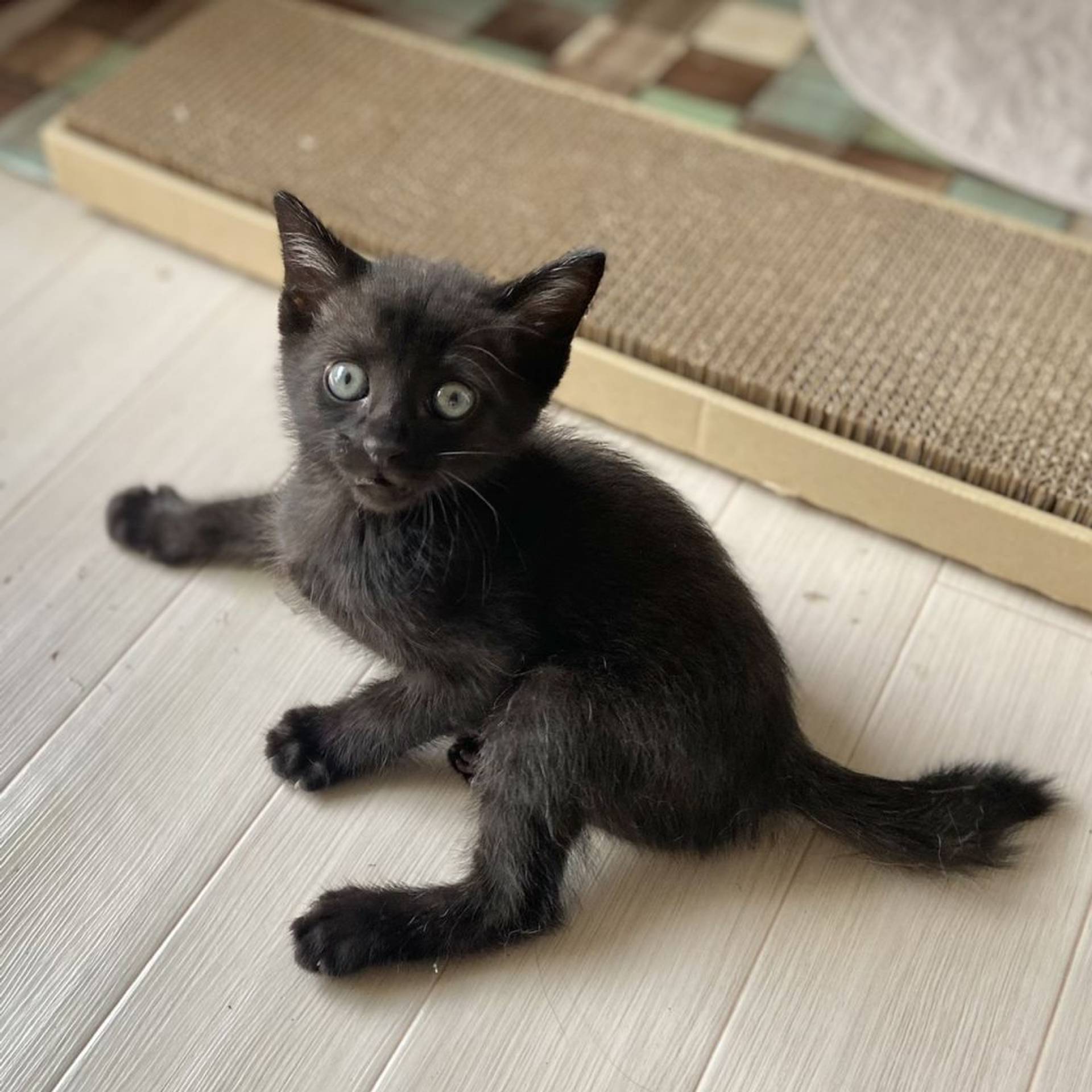 雑種（ミックス猫）・オスの里親募集の写真