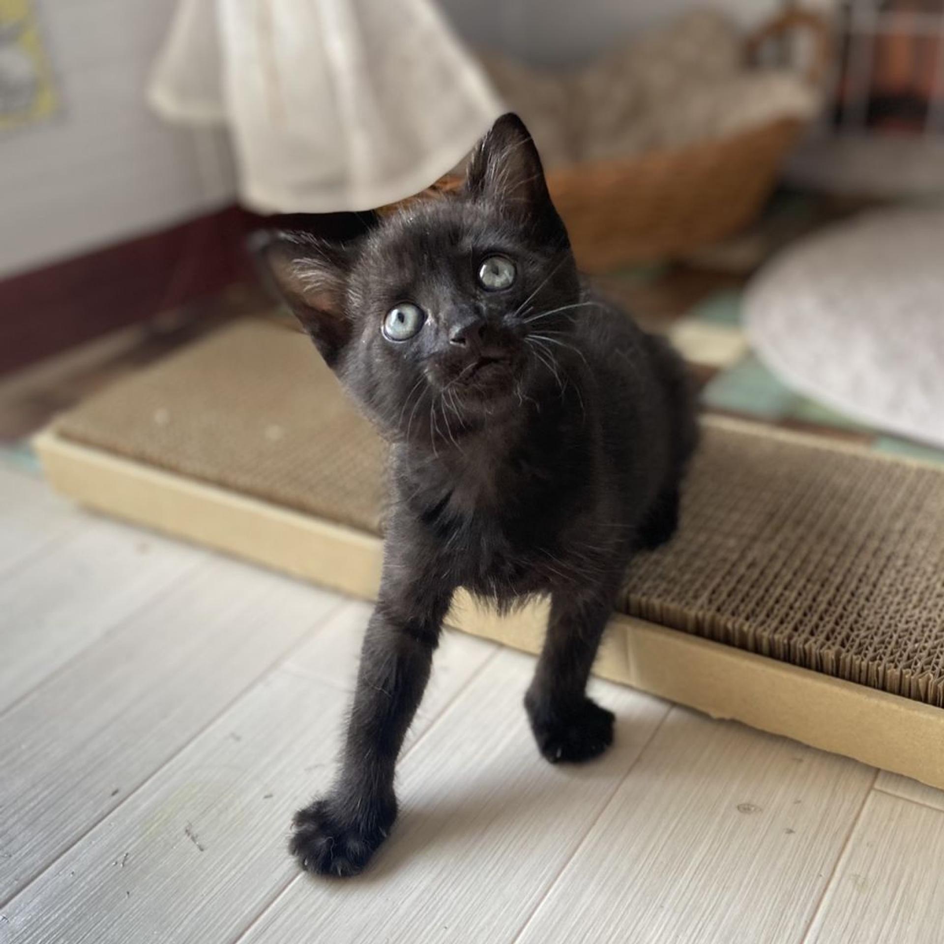 pet-image-2