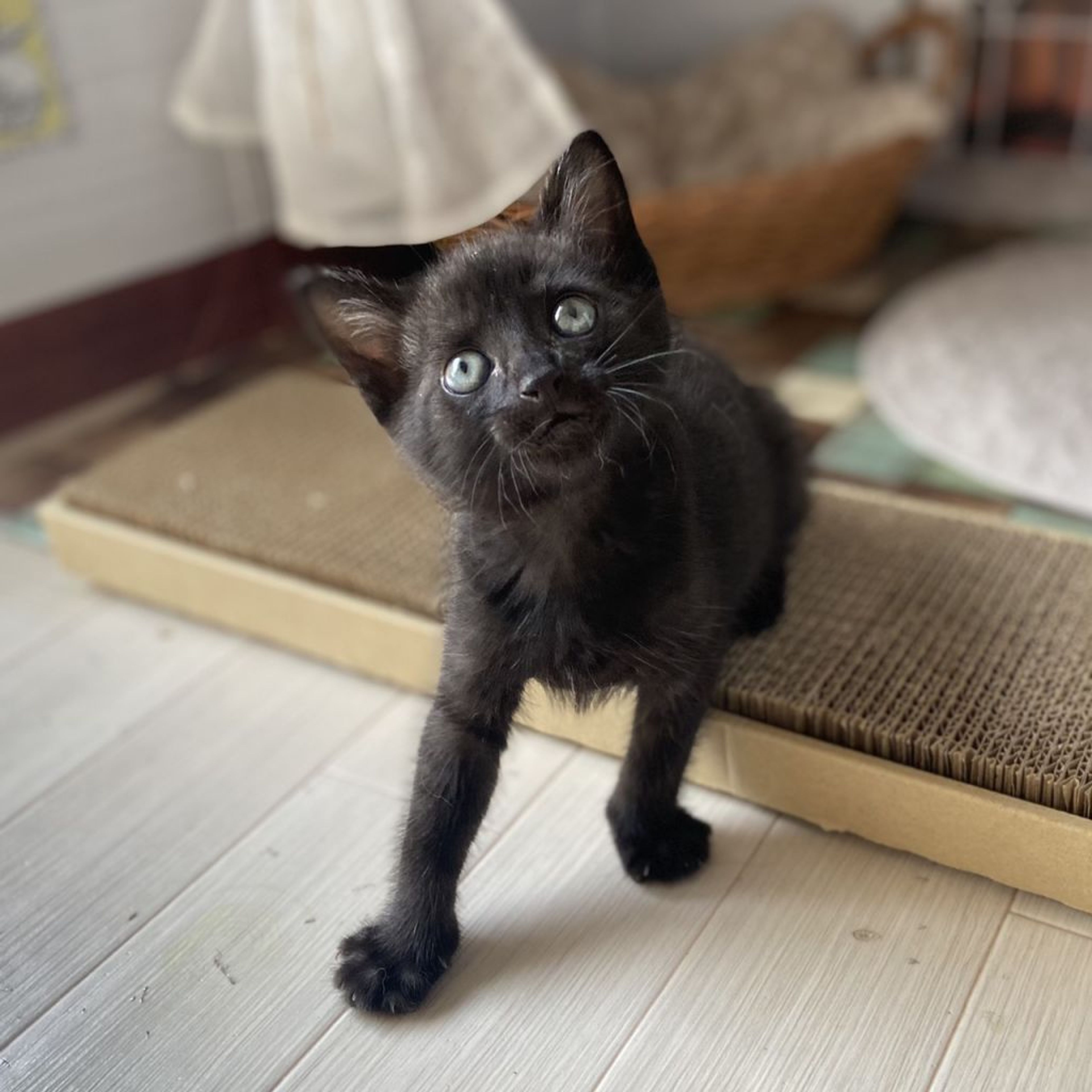 pet-image-2