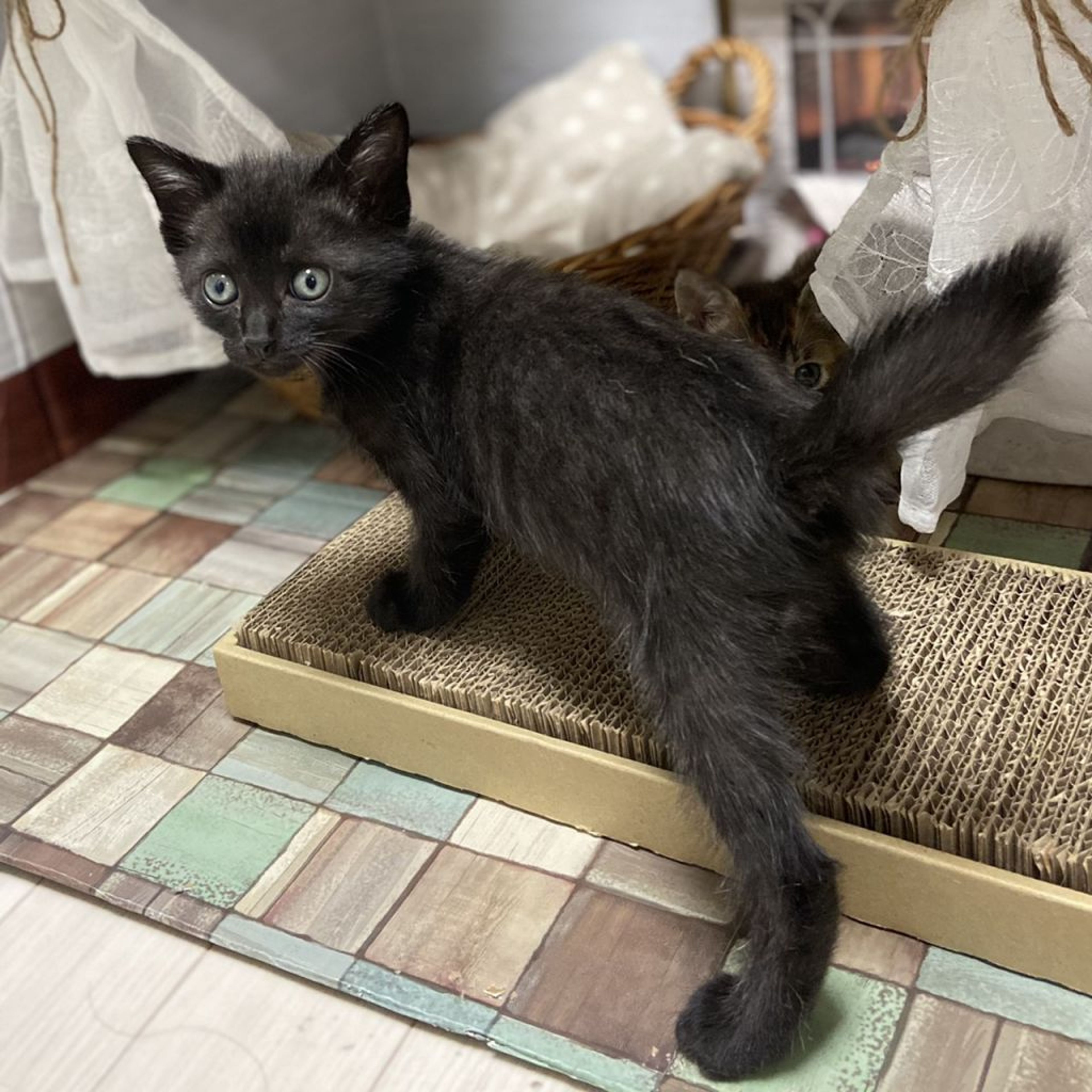 pet-image-3