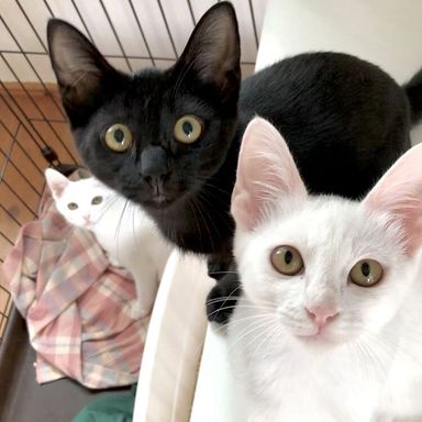 はづき♀＆パール♀&ようの写真
