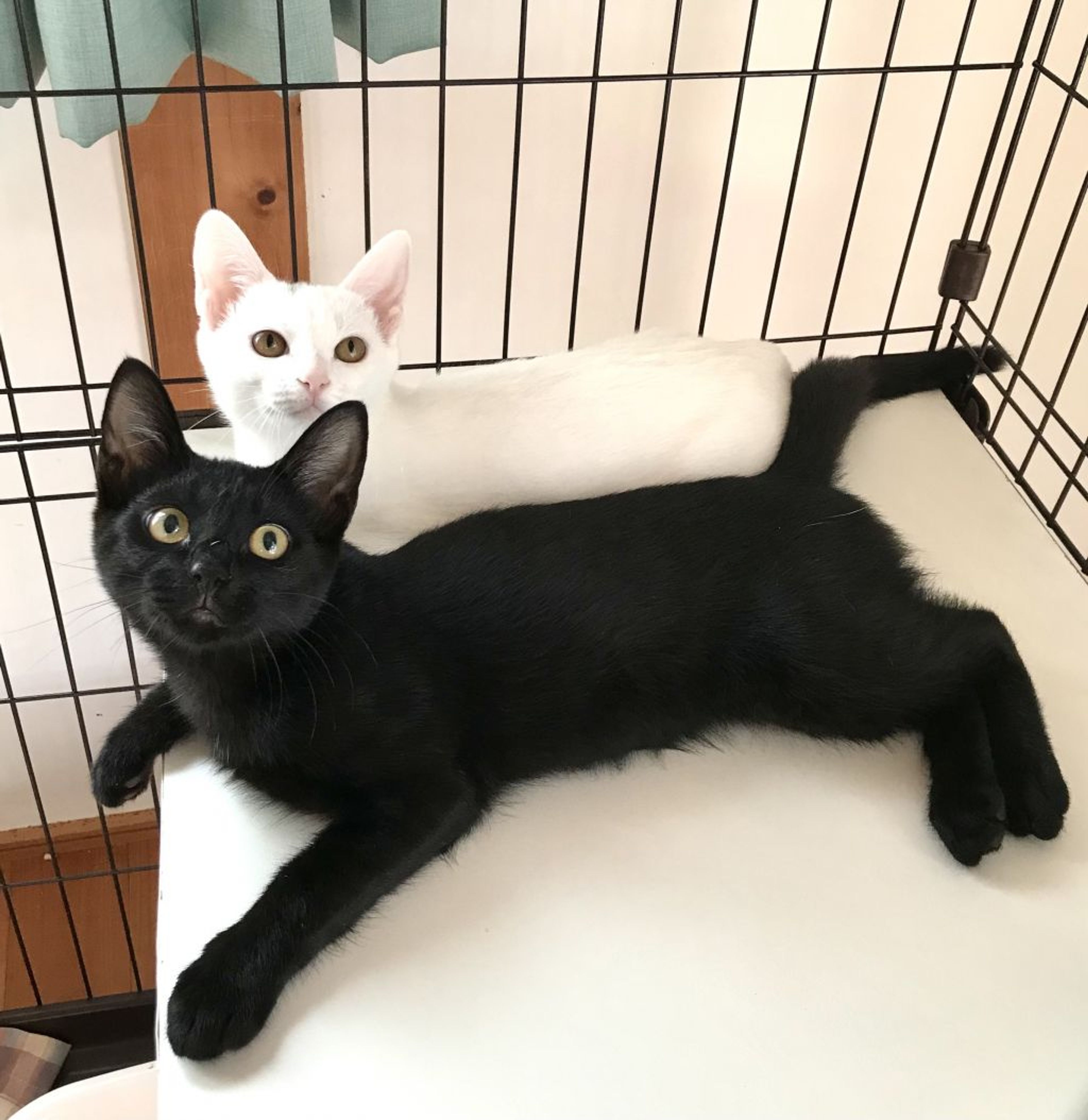 pet-image-4