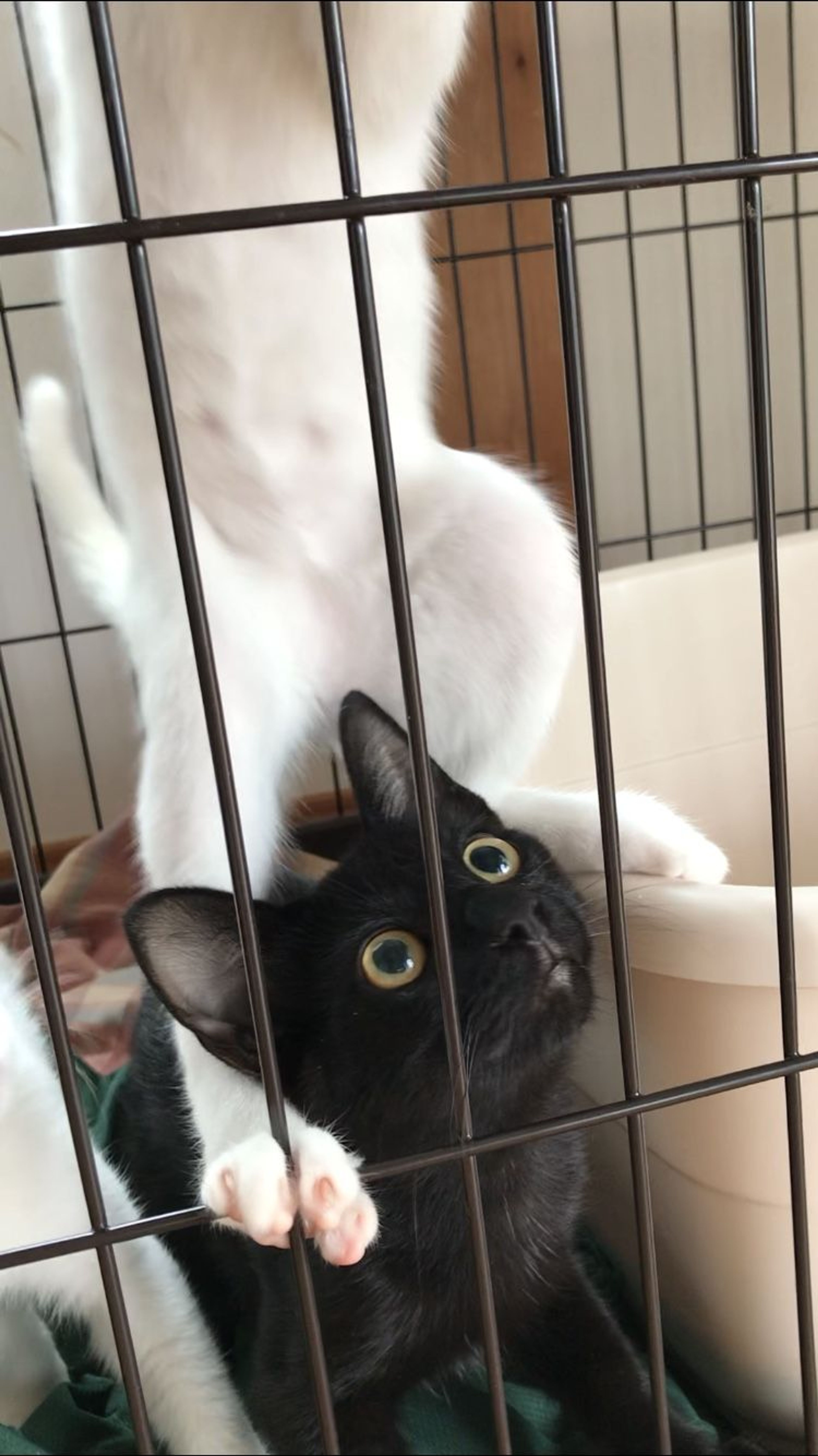 pet-image-5