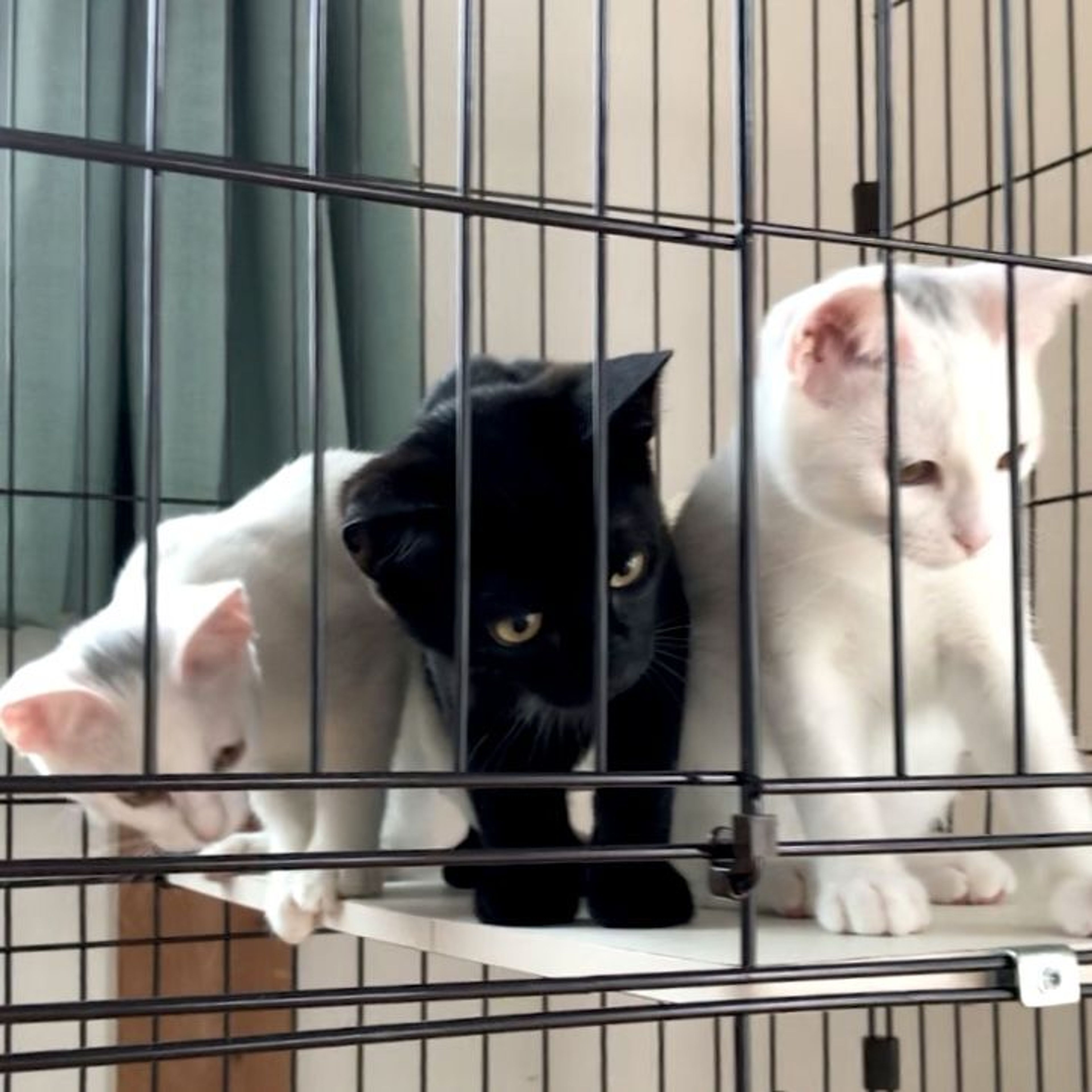 pet-image-6