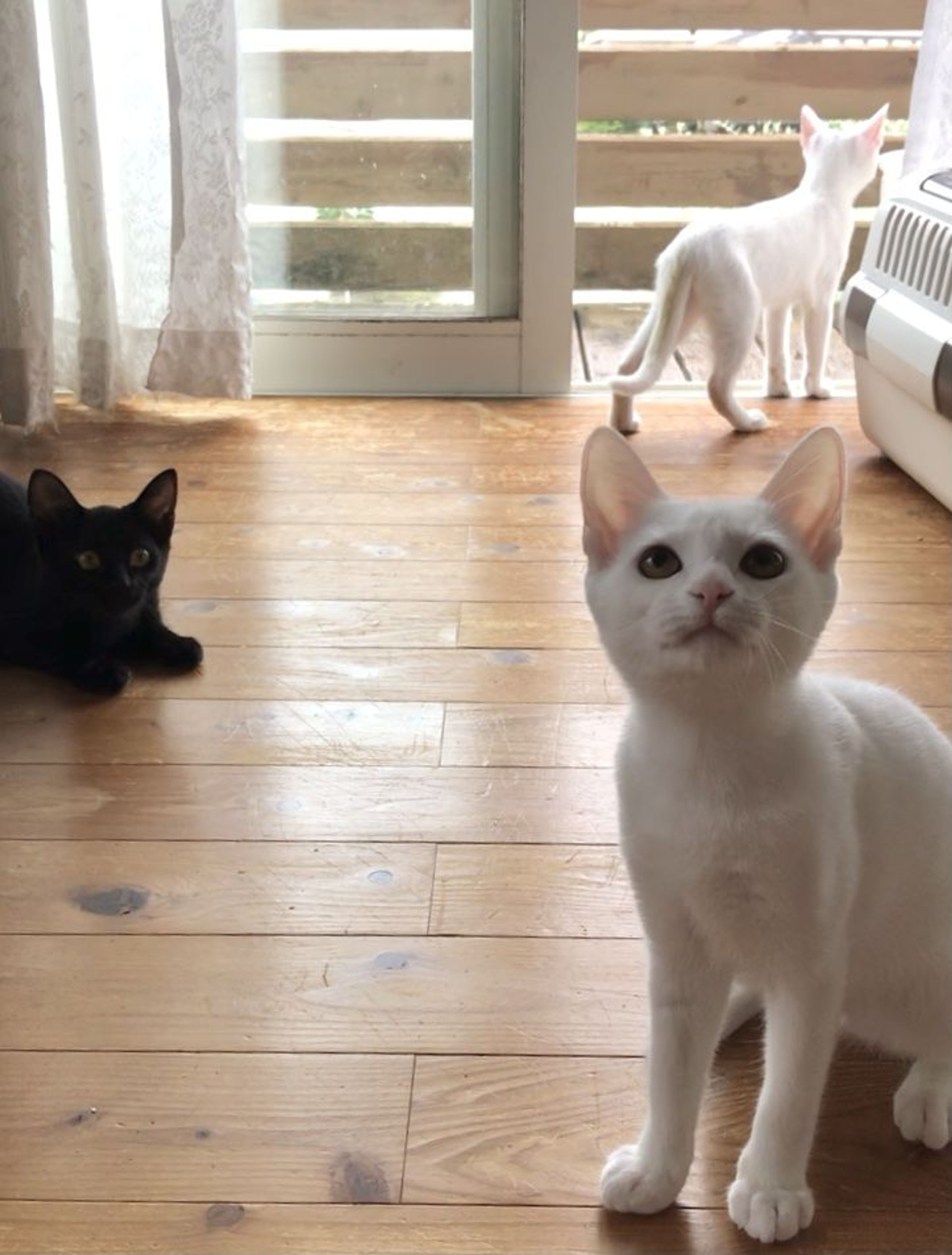pet-image-7