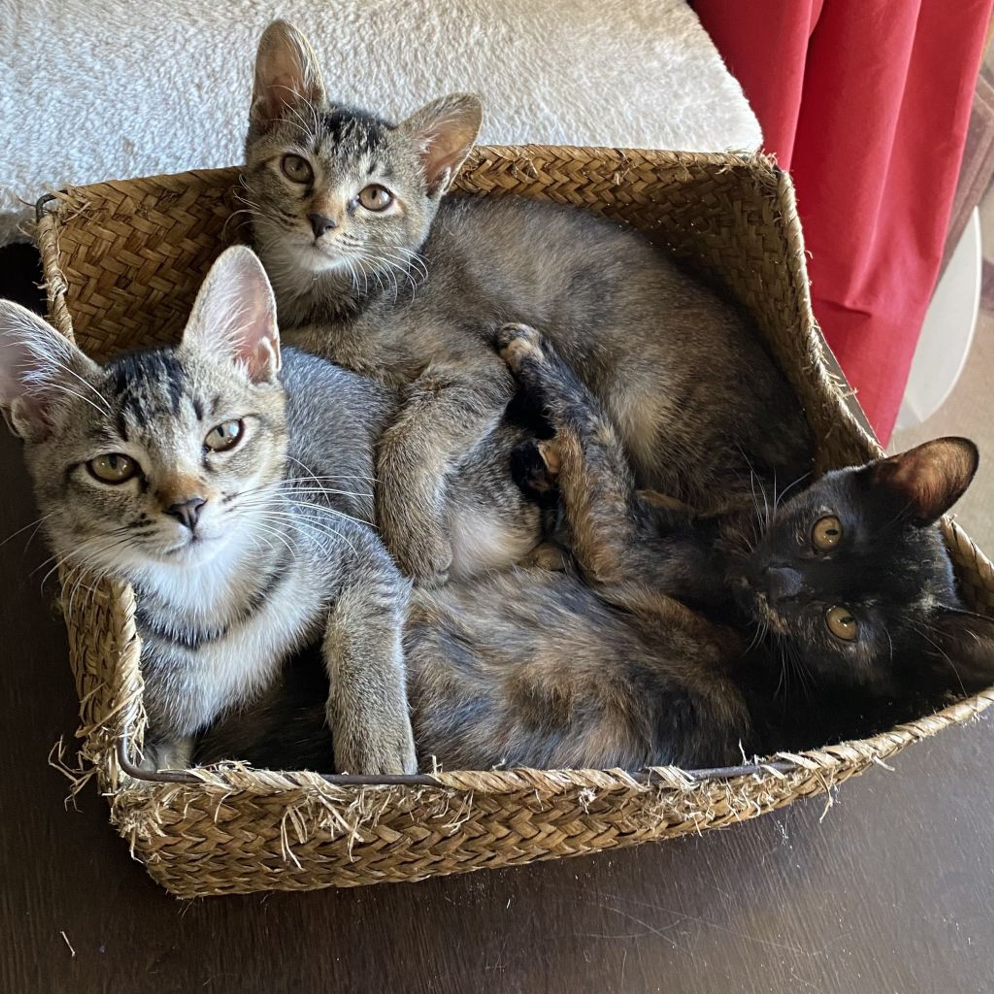 雑種（ミックス猫）・メスの里親募集の写真