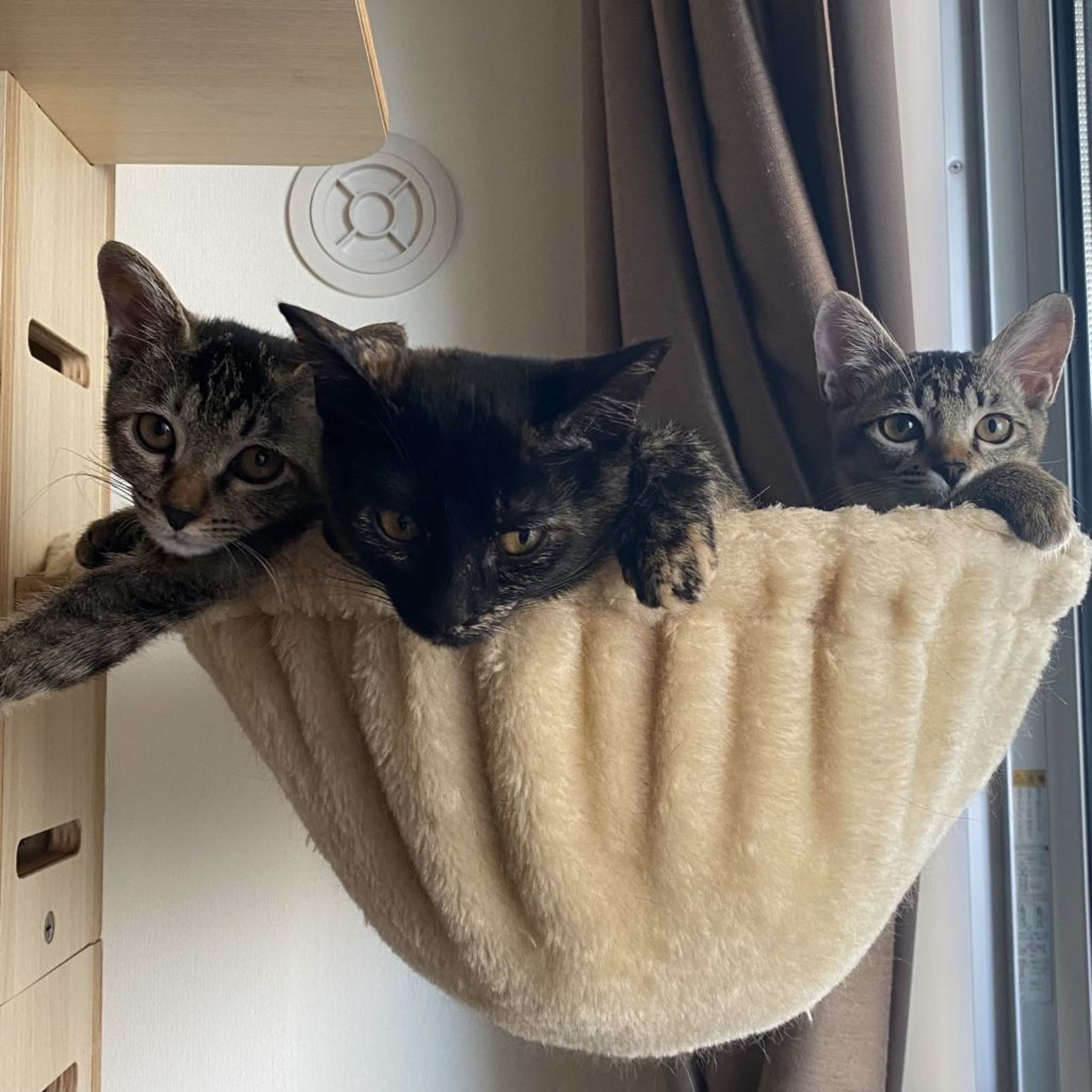 pet-image-4