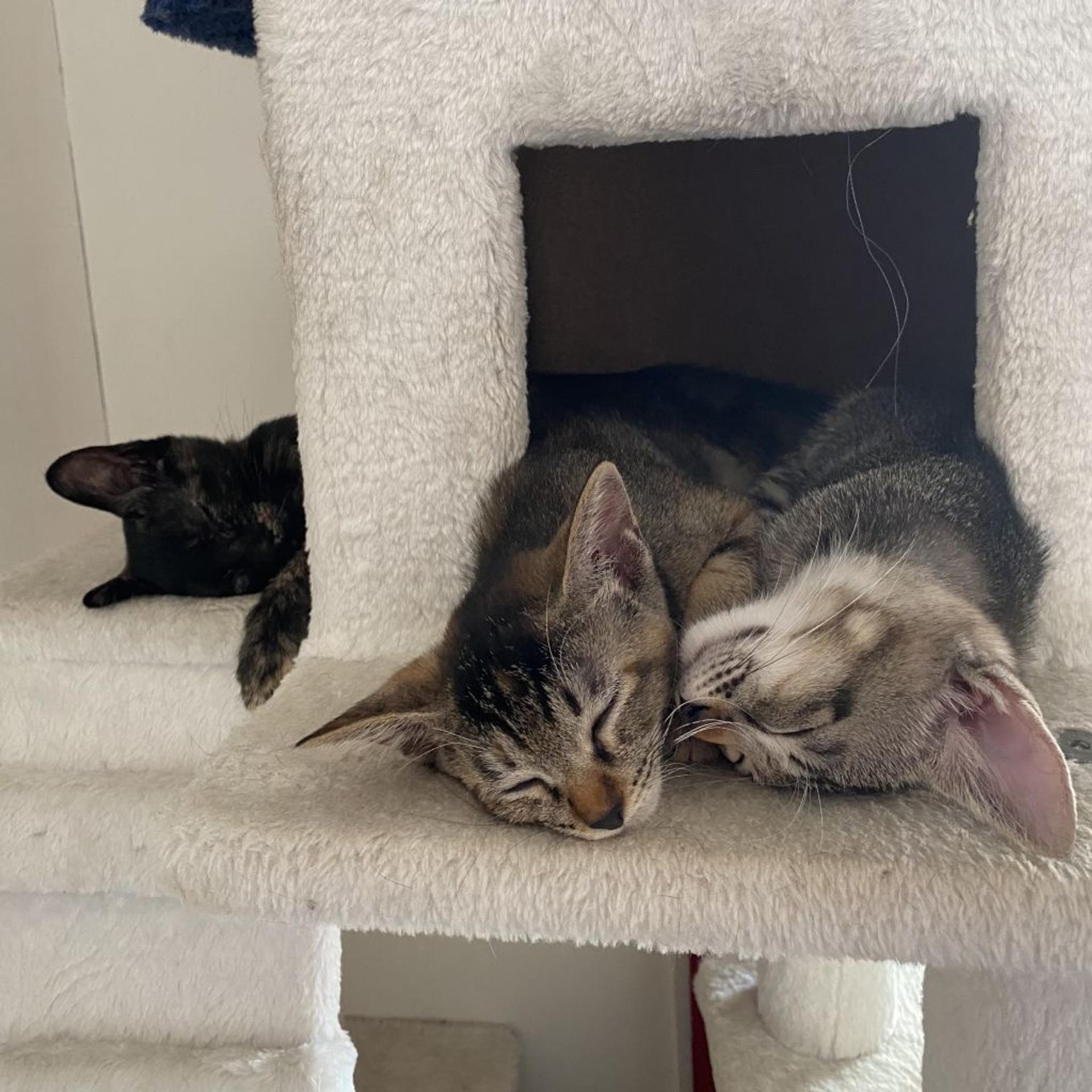 pet-image-6