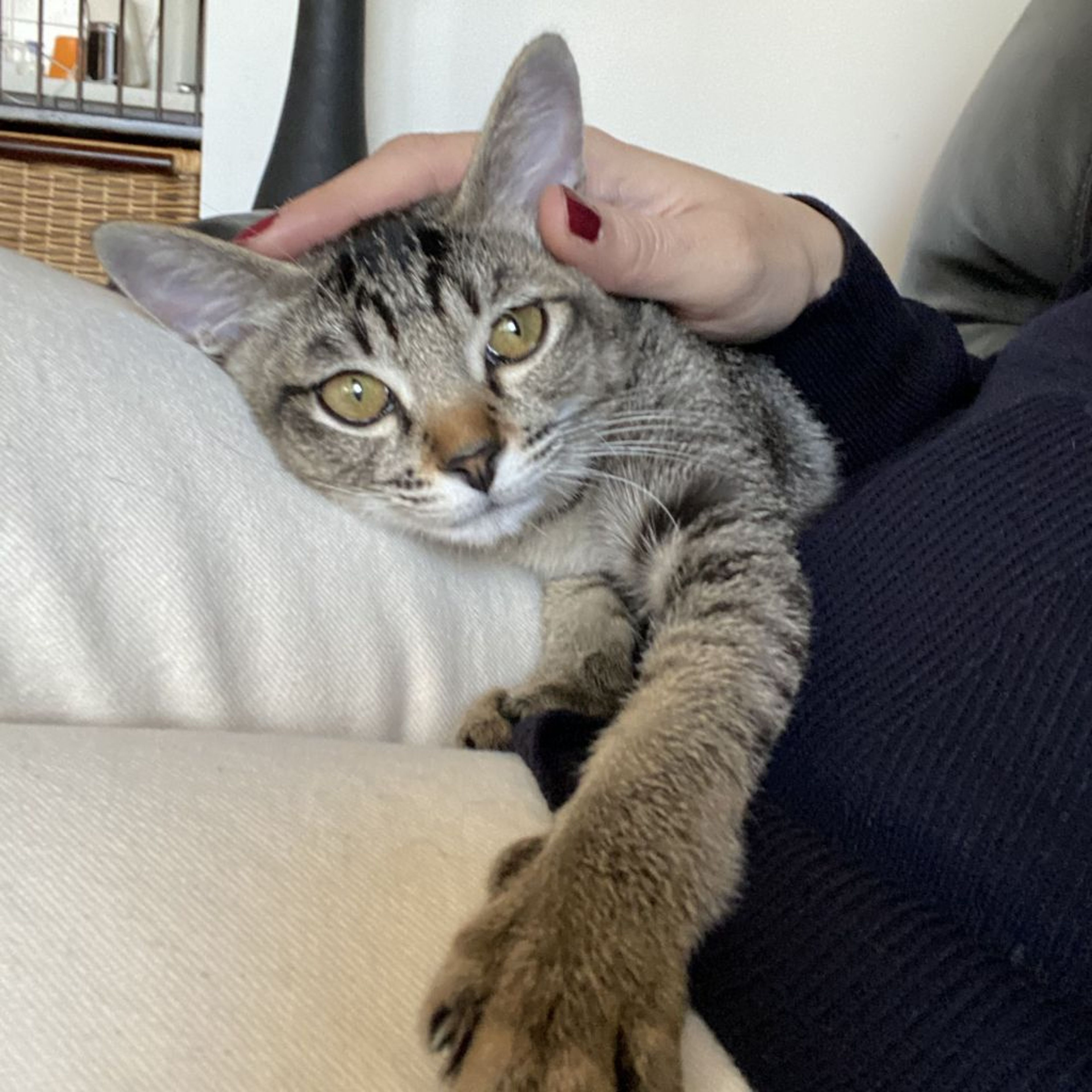 pet-image-7