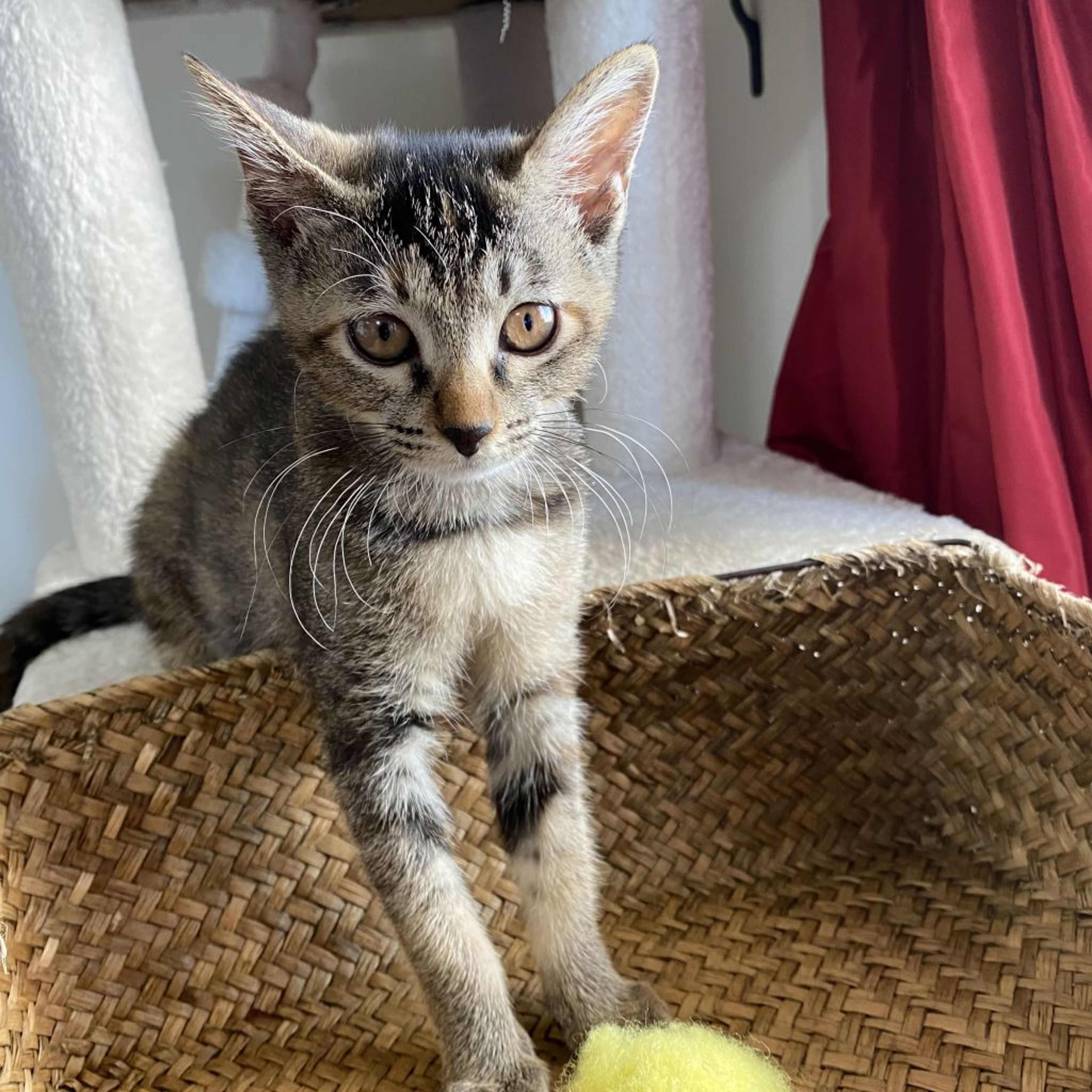 pet-image-8