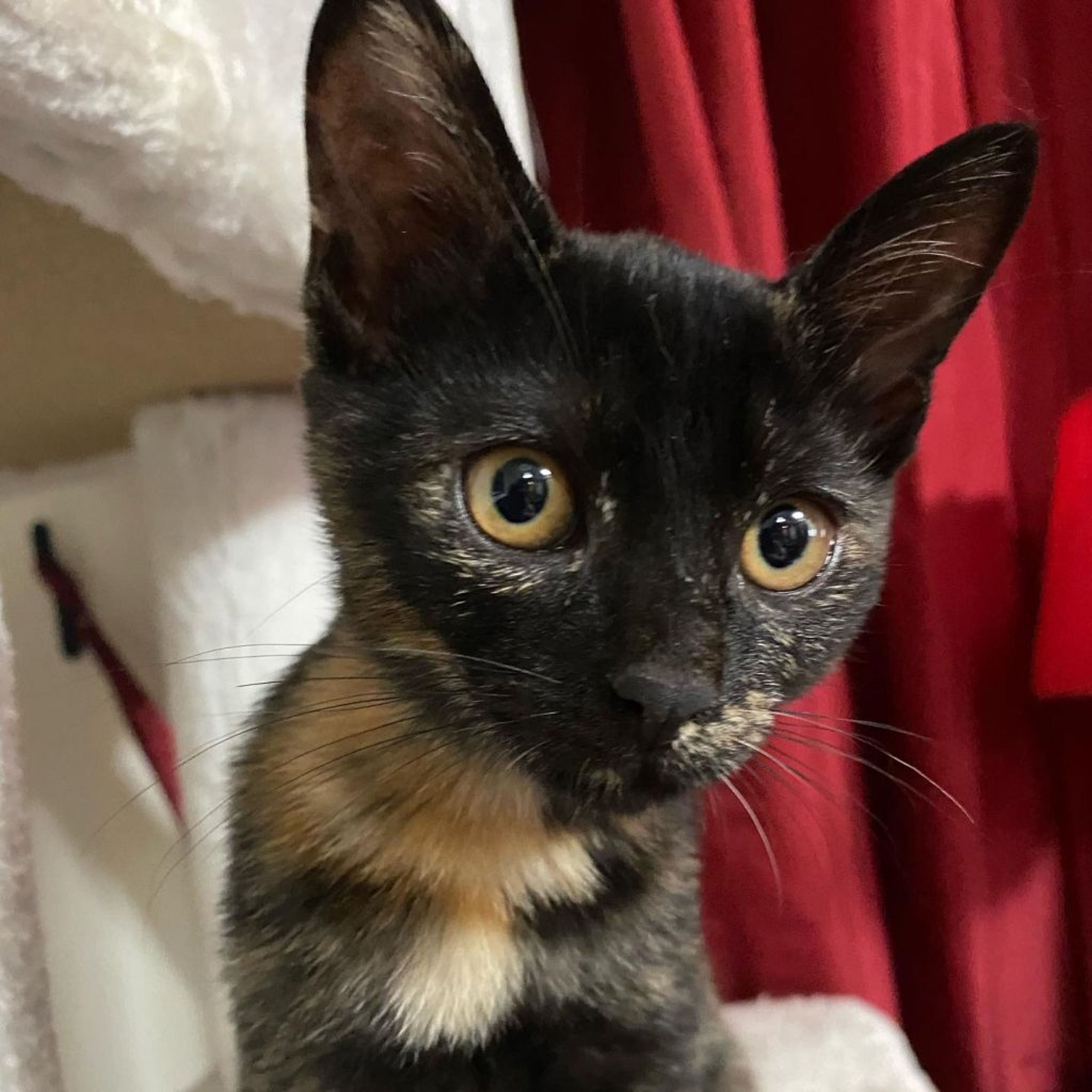 pet-image-9