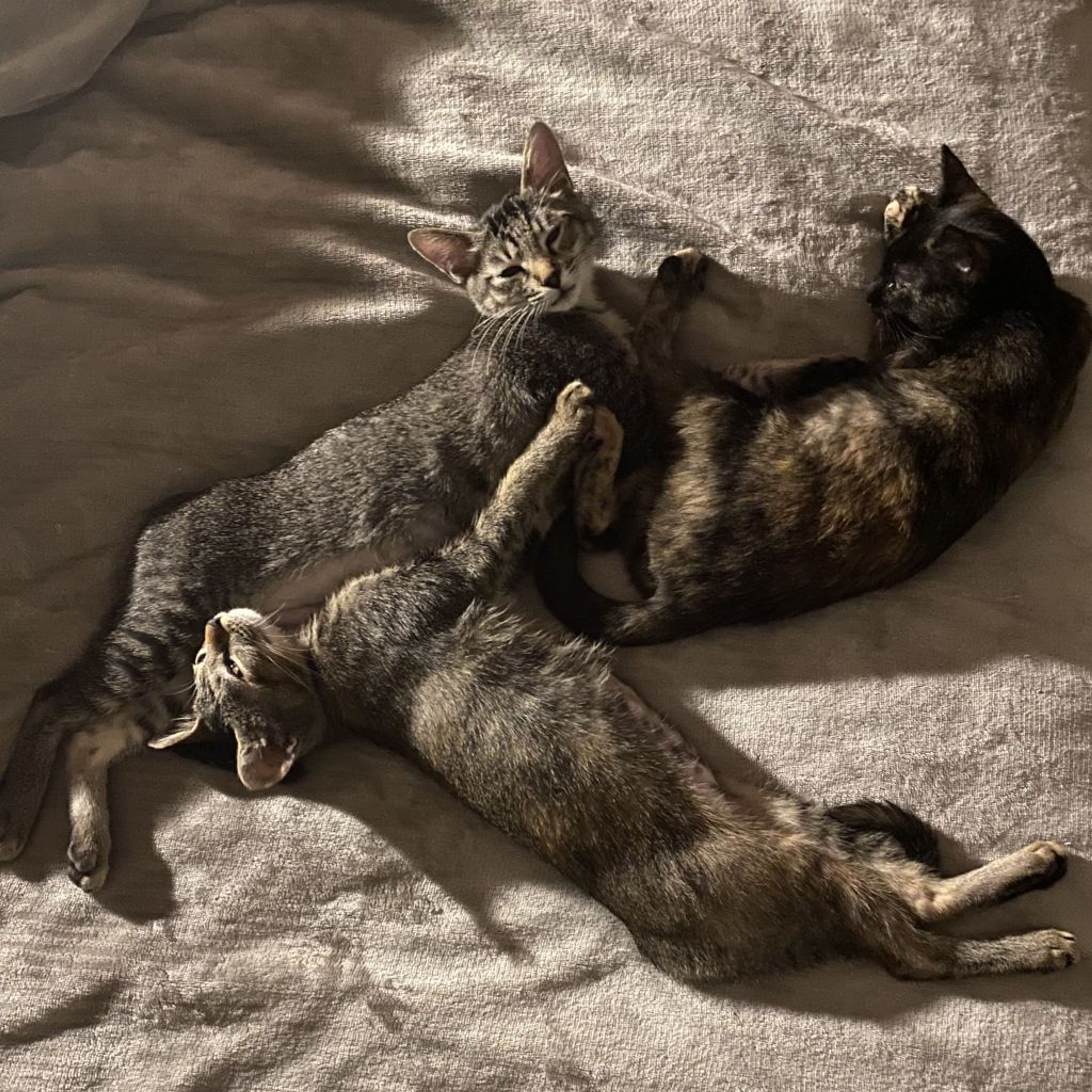 pet-image-3