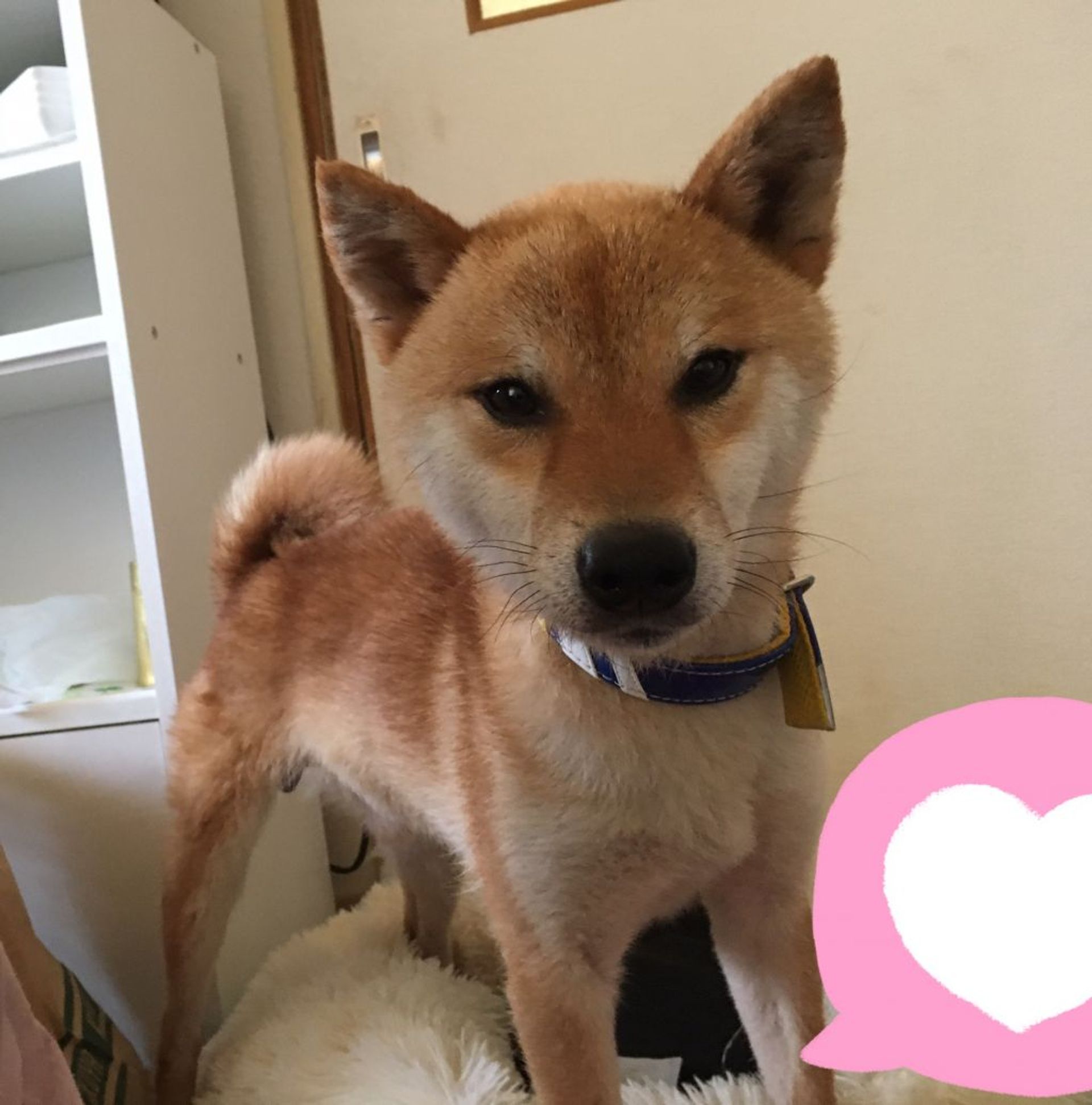 柴犬・オスの里親募集の写真