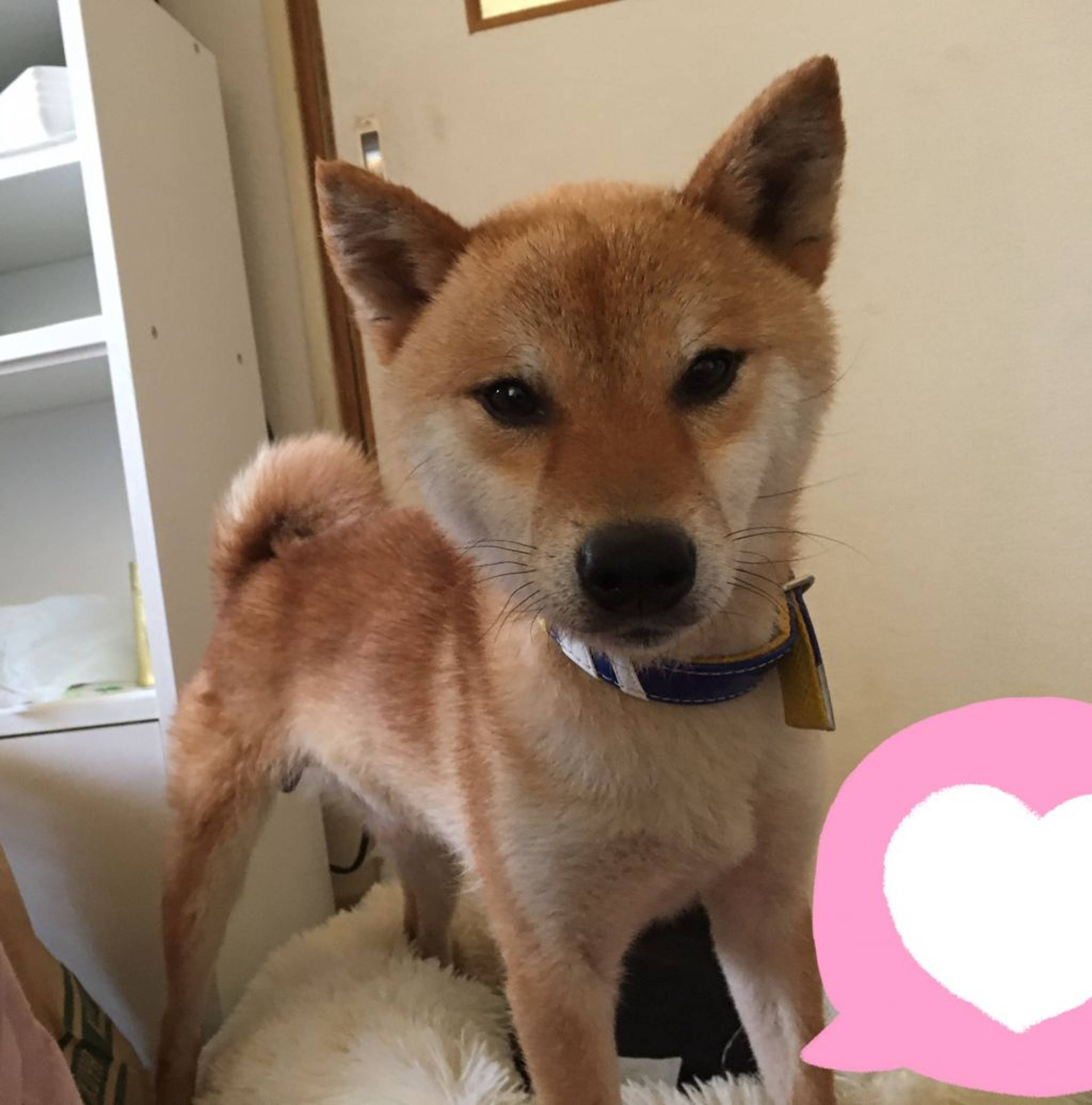 柴犬・オスの里親募集の写真