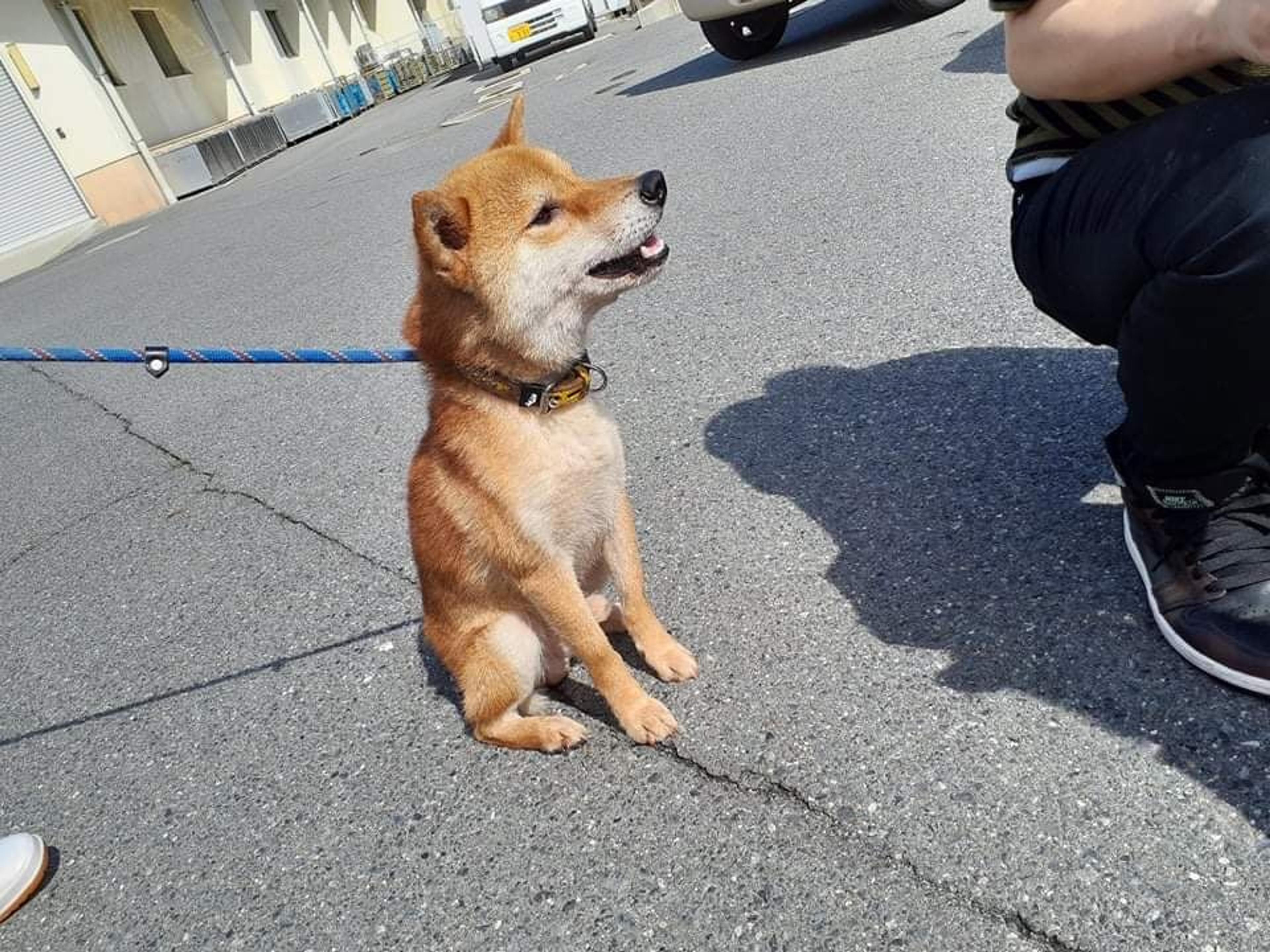 pet-image-2