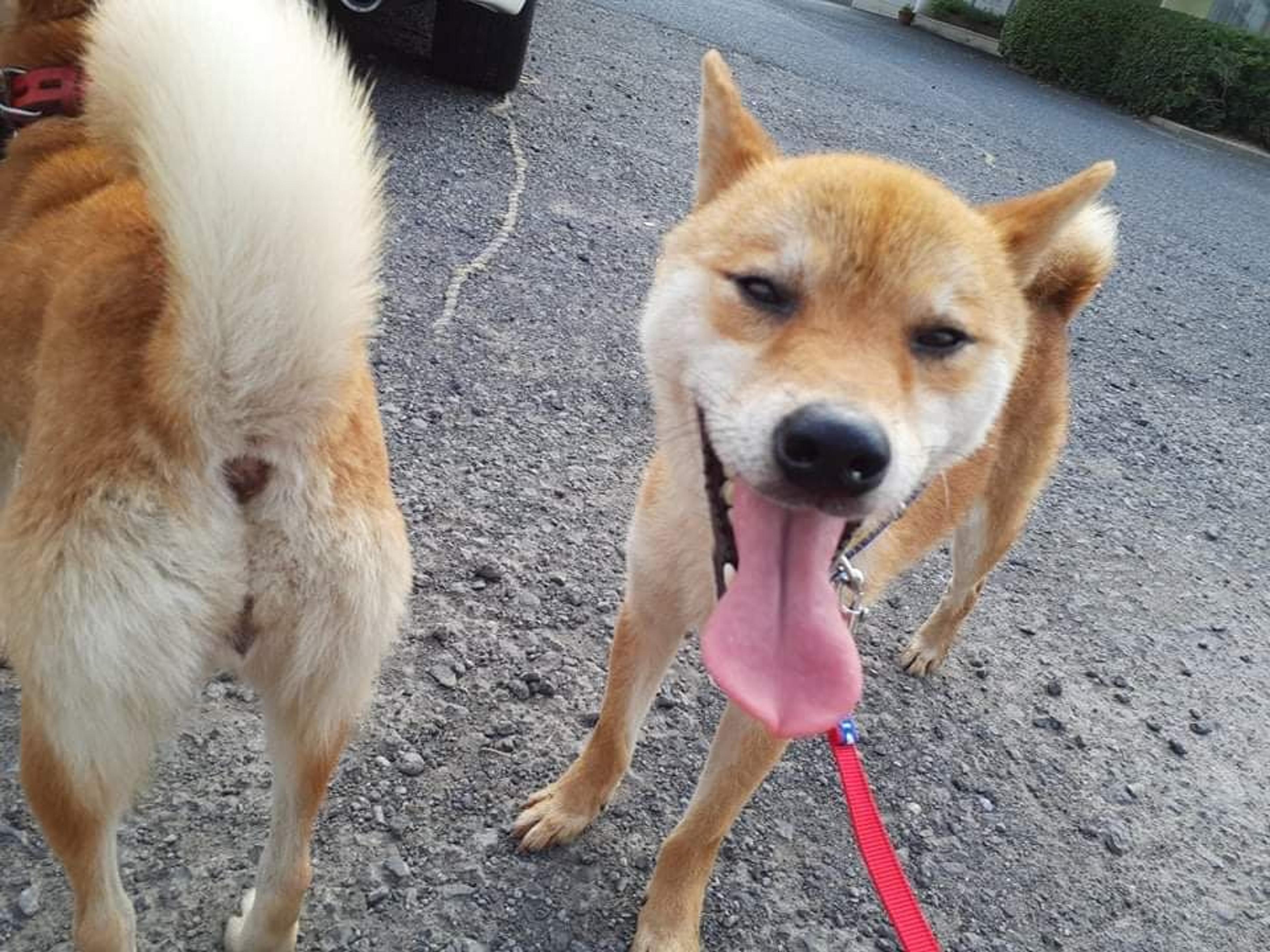 pet-image-4