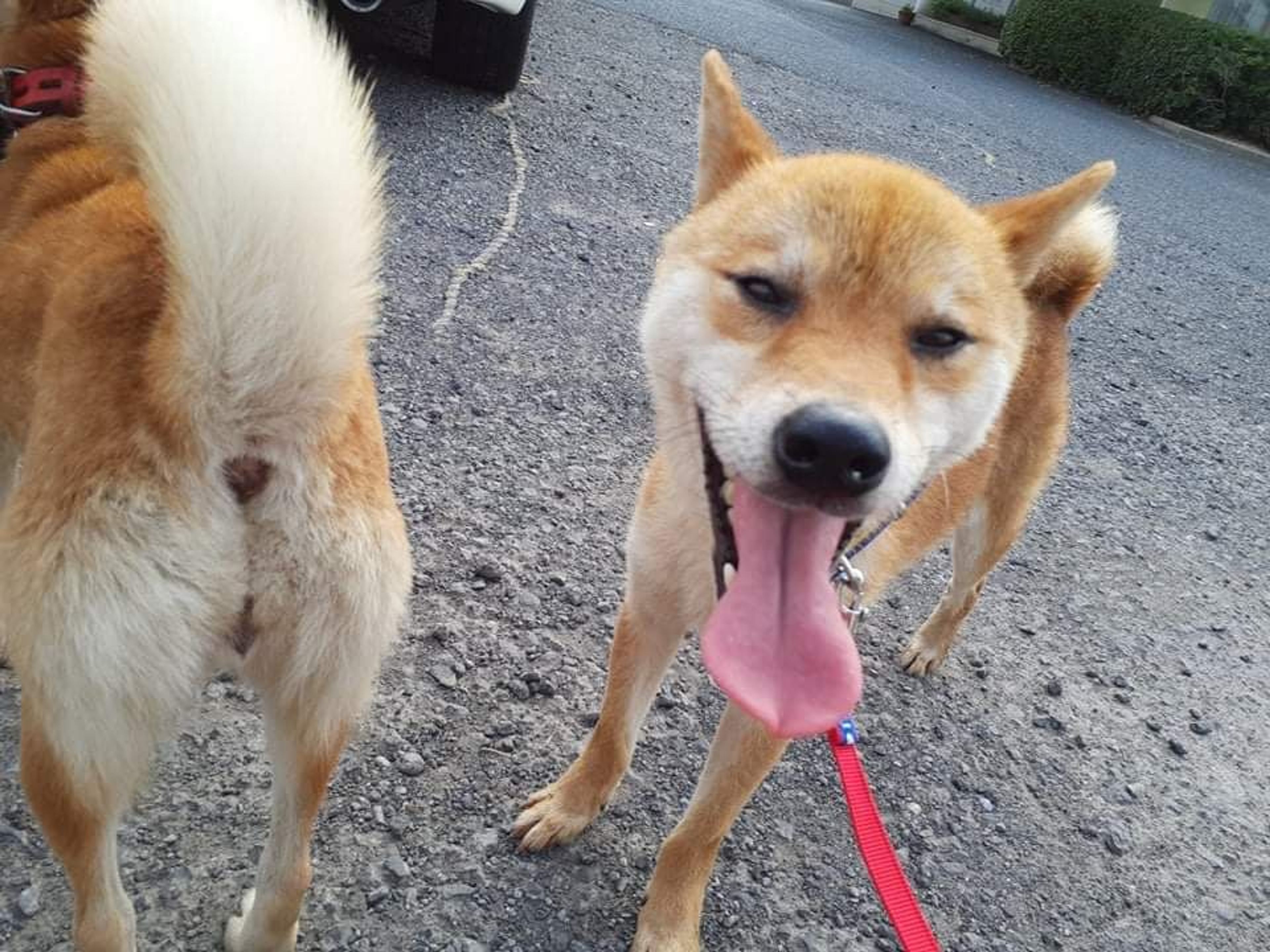 pet-image-4