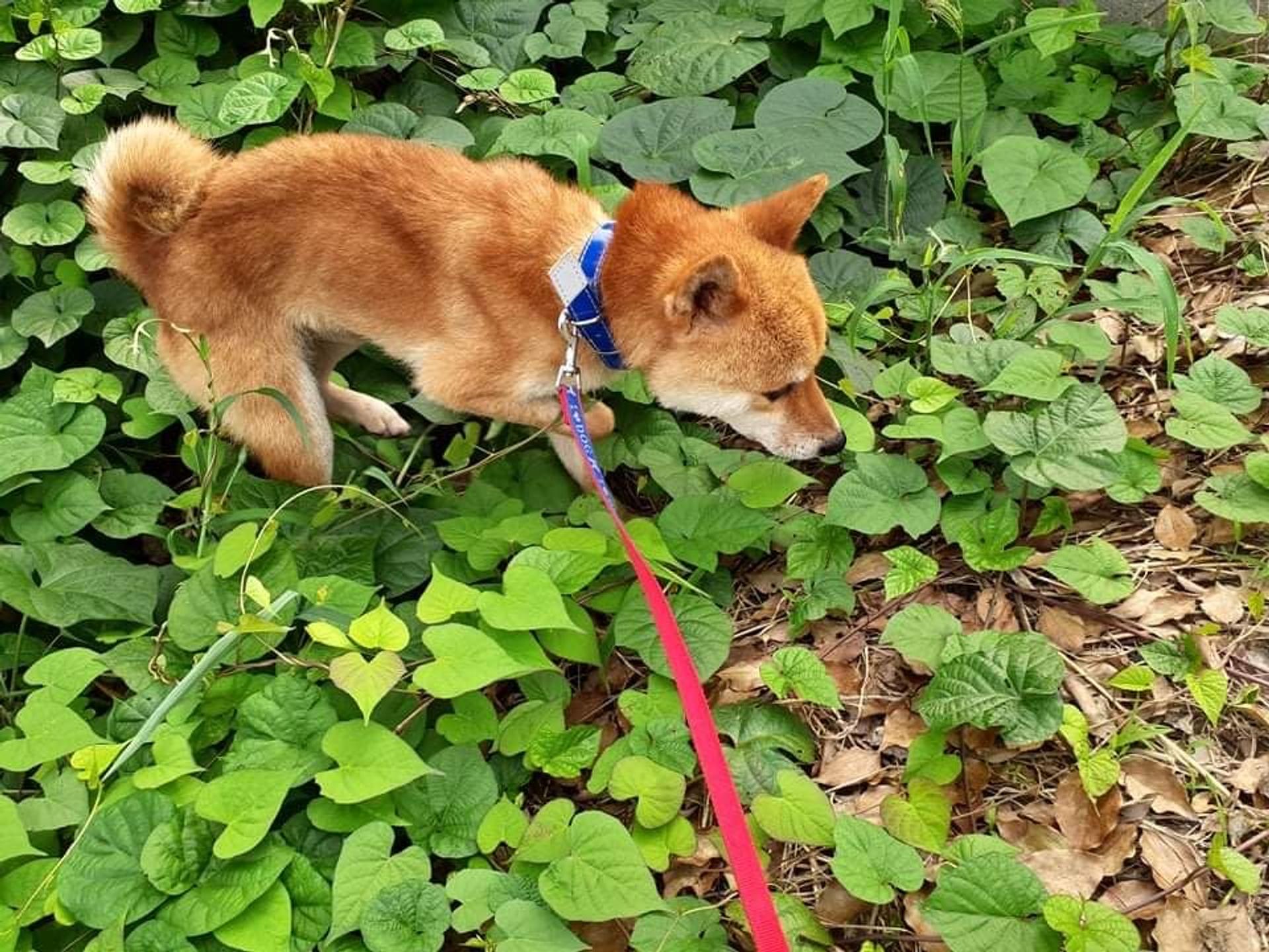 pet-image-5