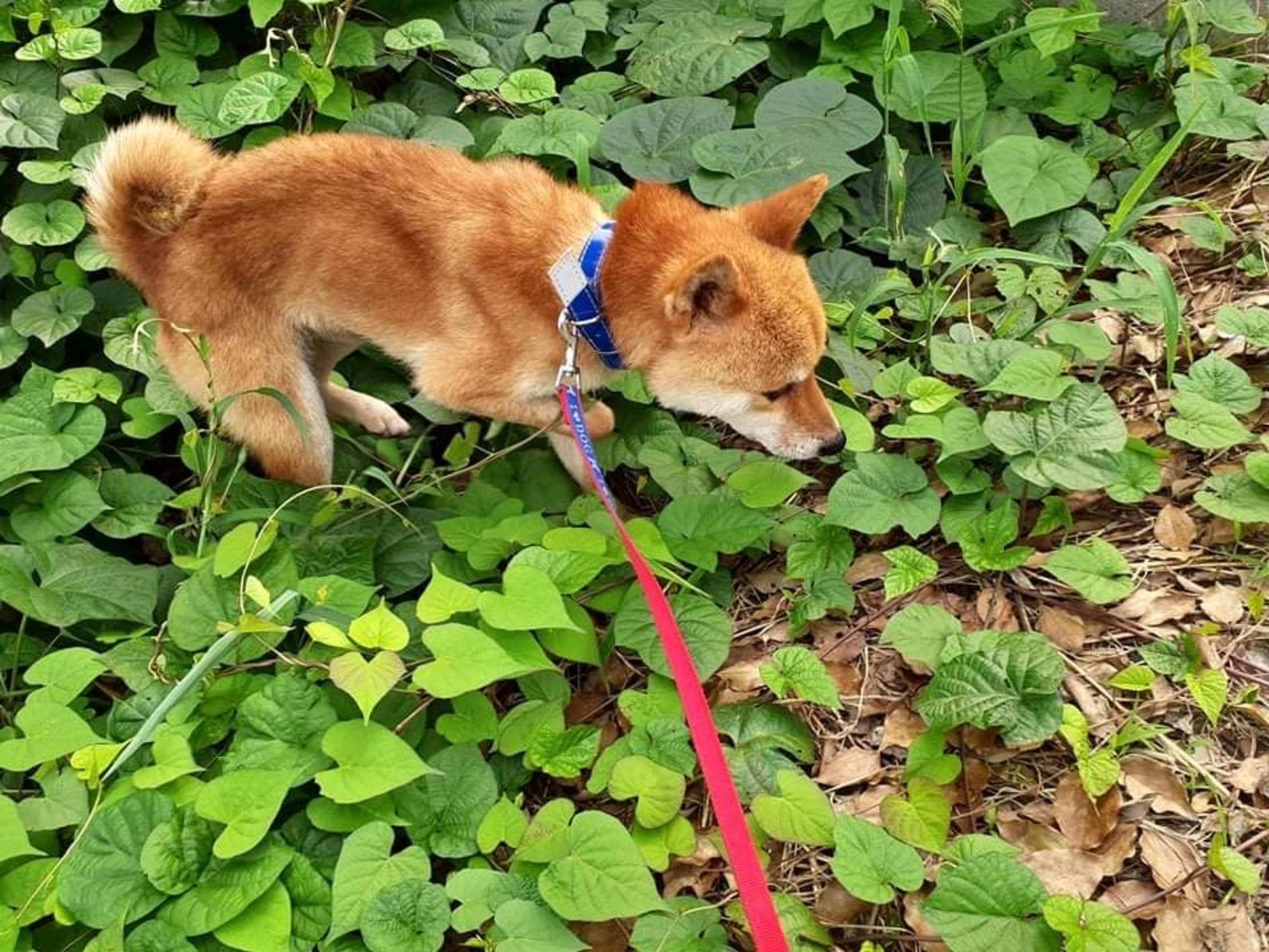 pet-image-5