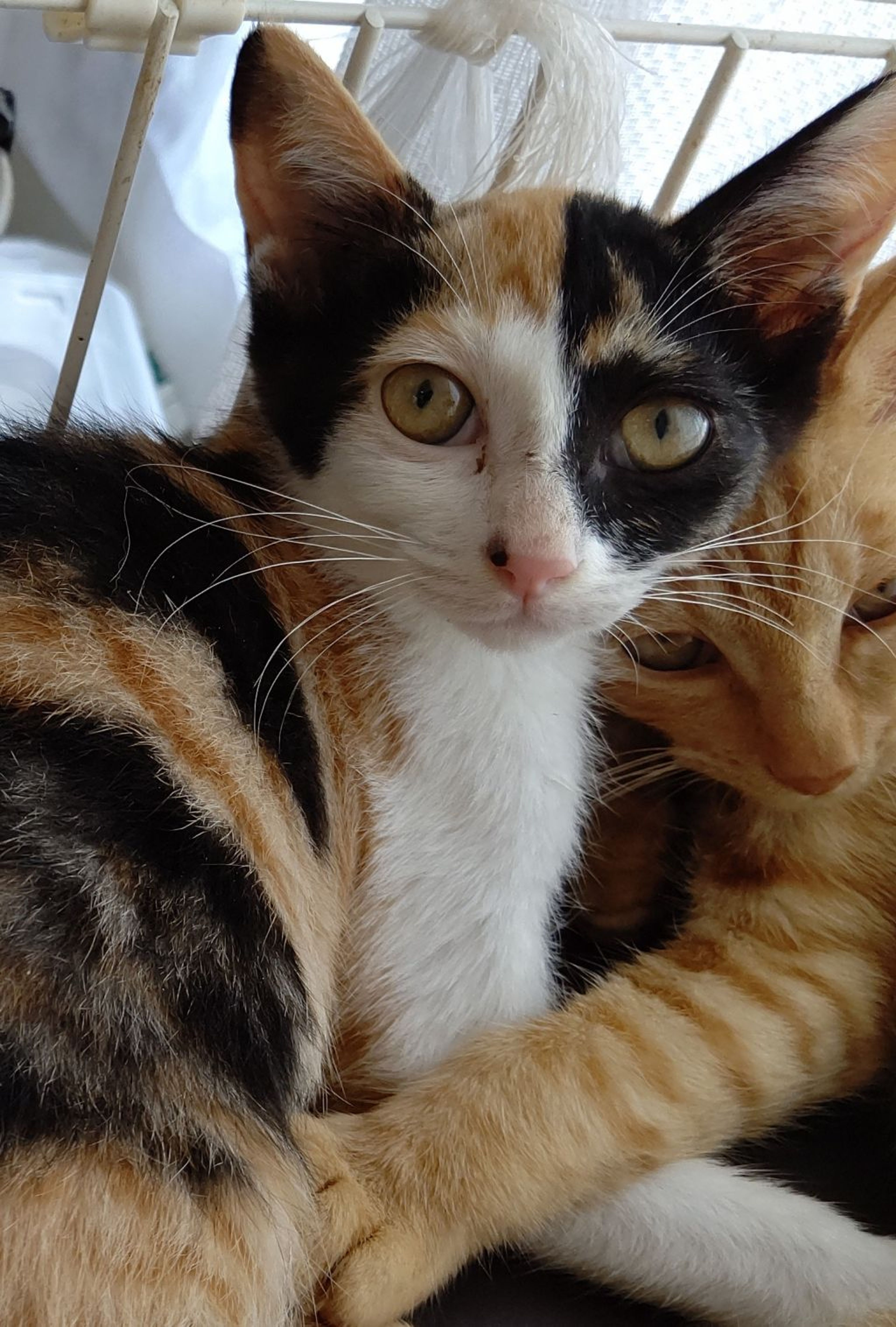 雑種（ミックス猫）・メスの里親募集の写真
