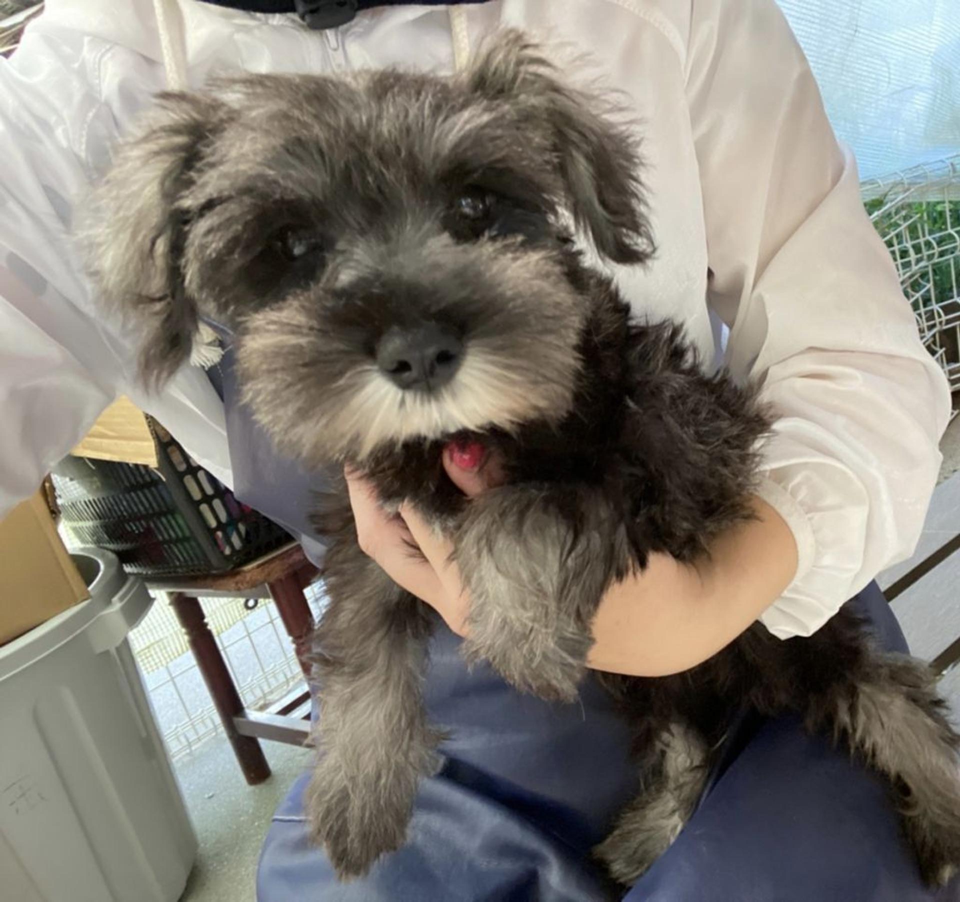 pet-image-3