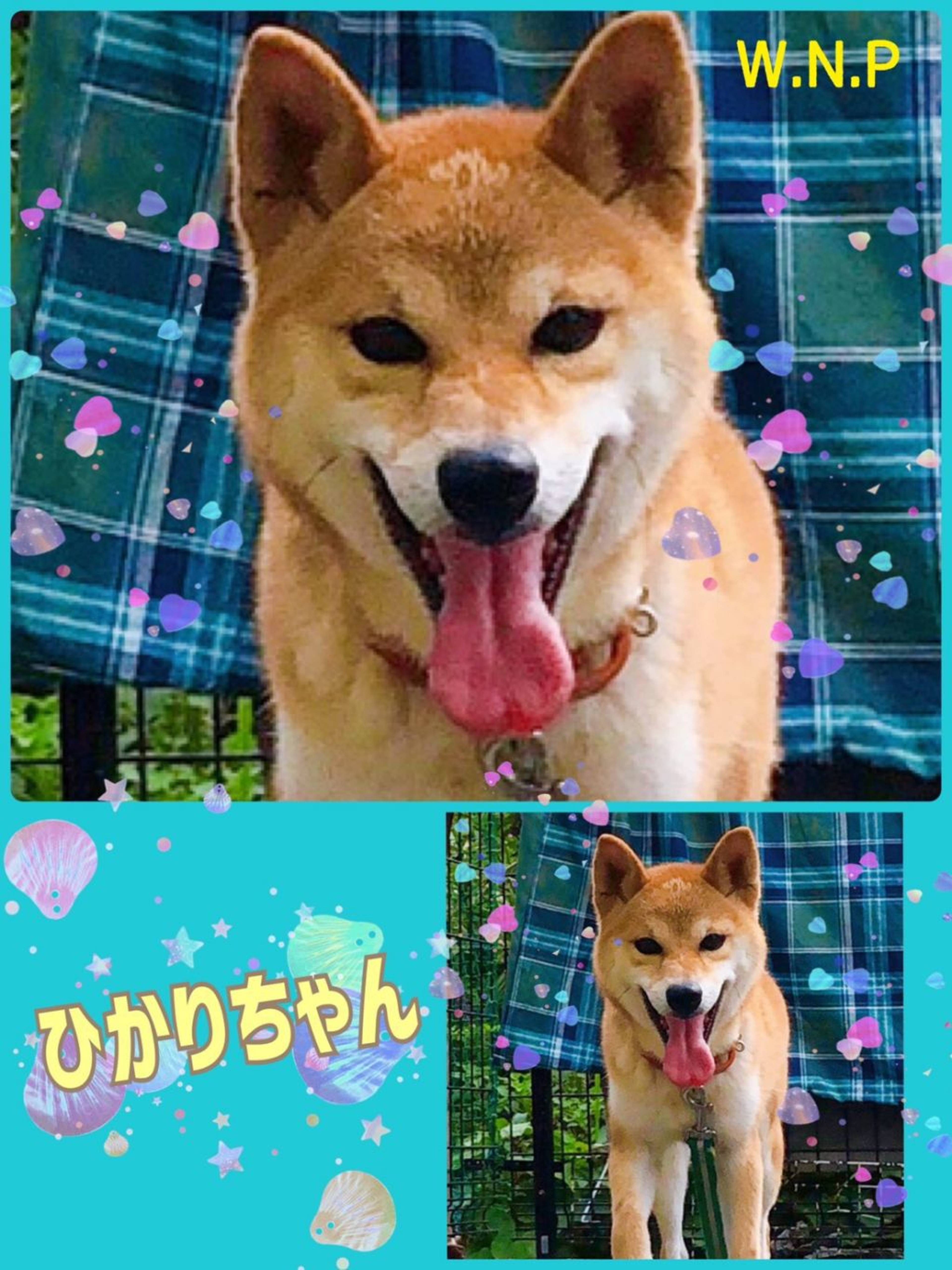柴犬・メスの里親募集の写真