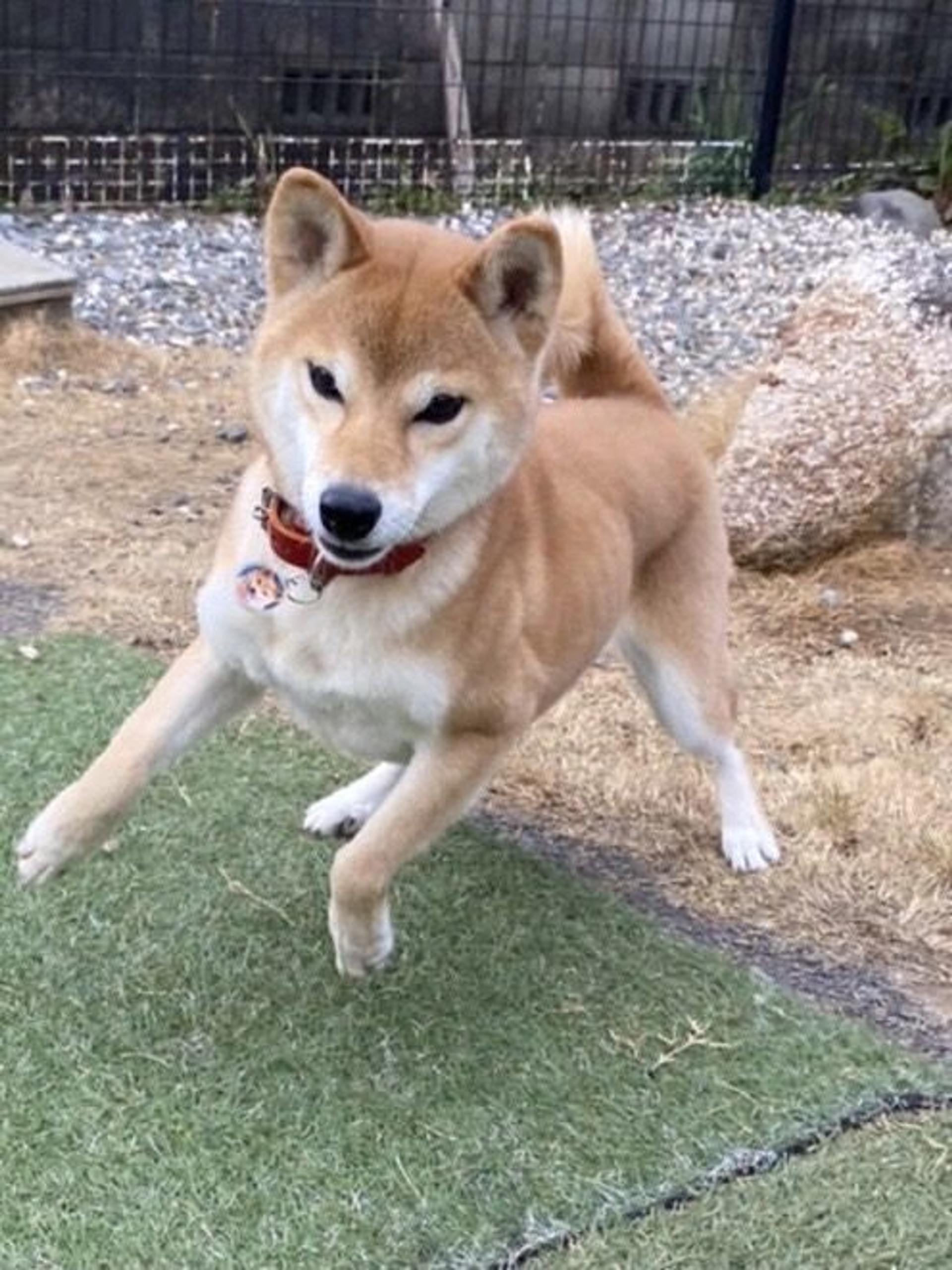 pet-image-2