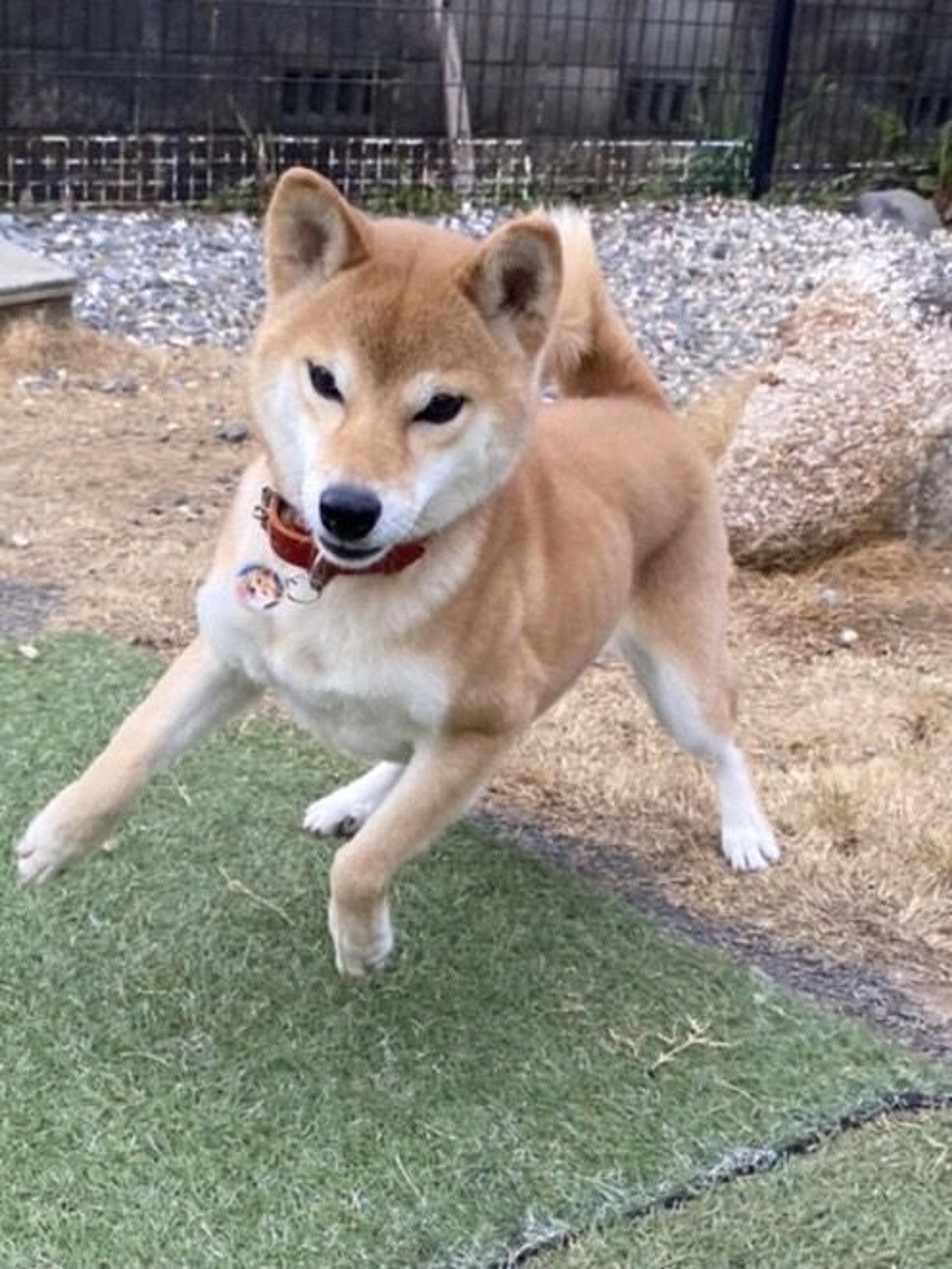 pet-image-2