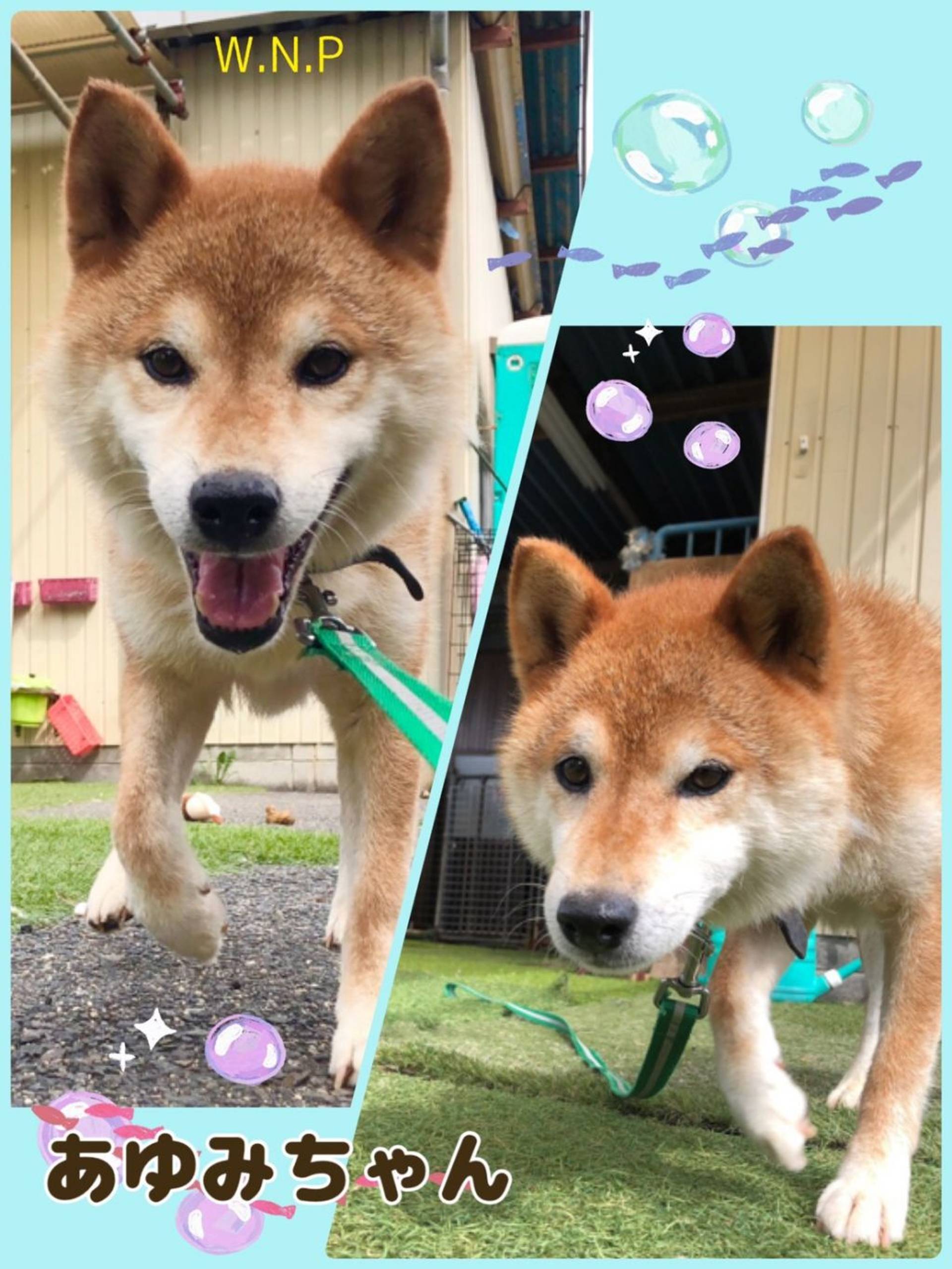 柴犬・メスの里親募集の写真