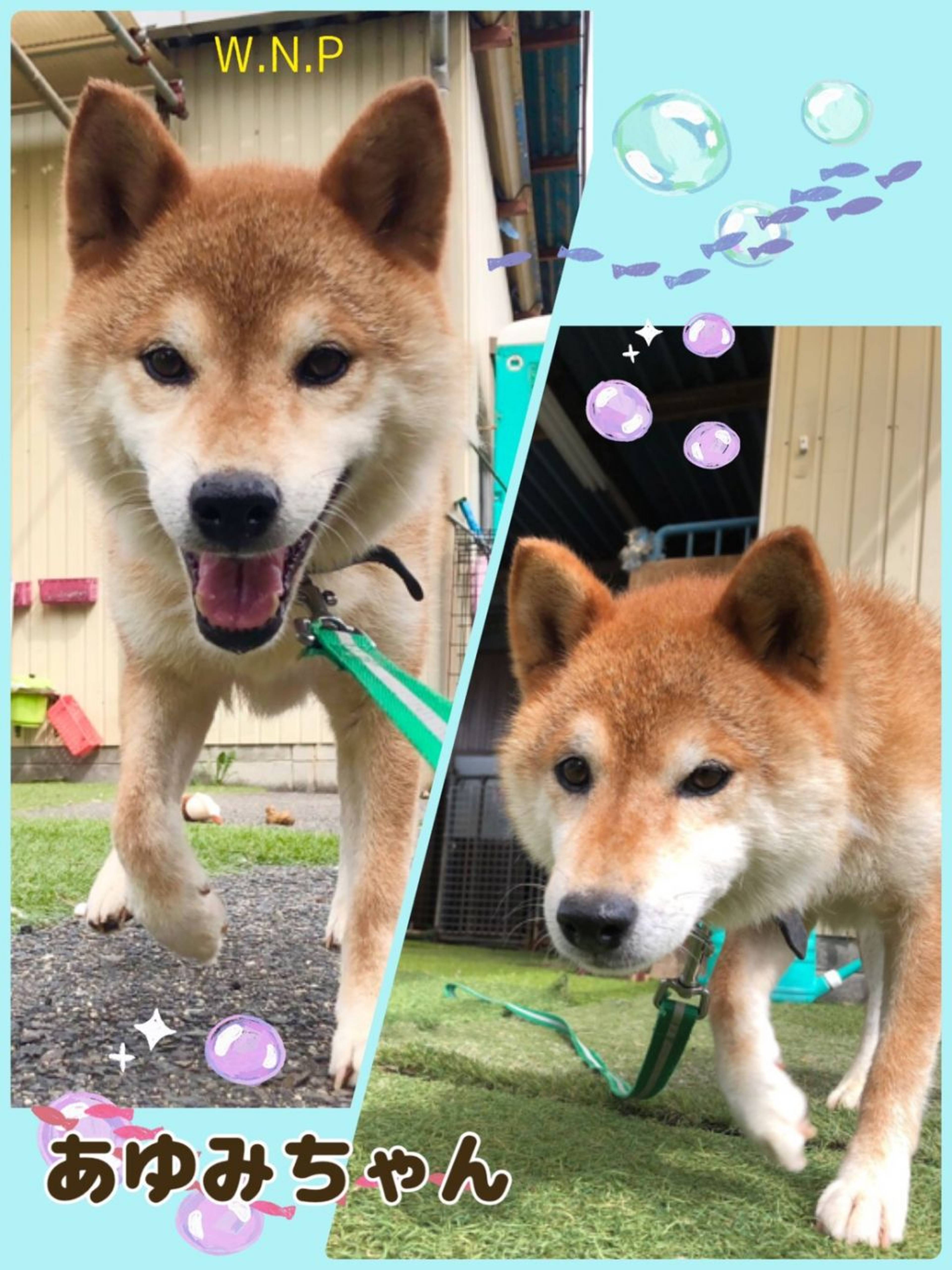 柴犬・メスの里親募集の写真