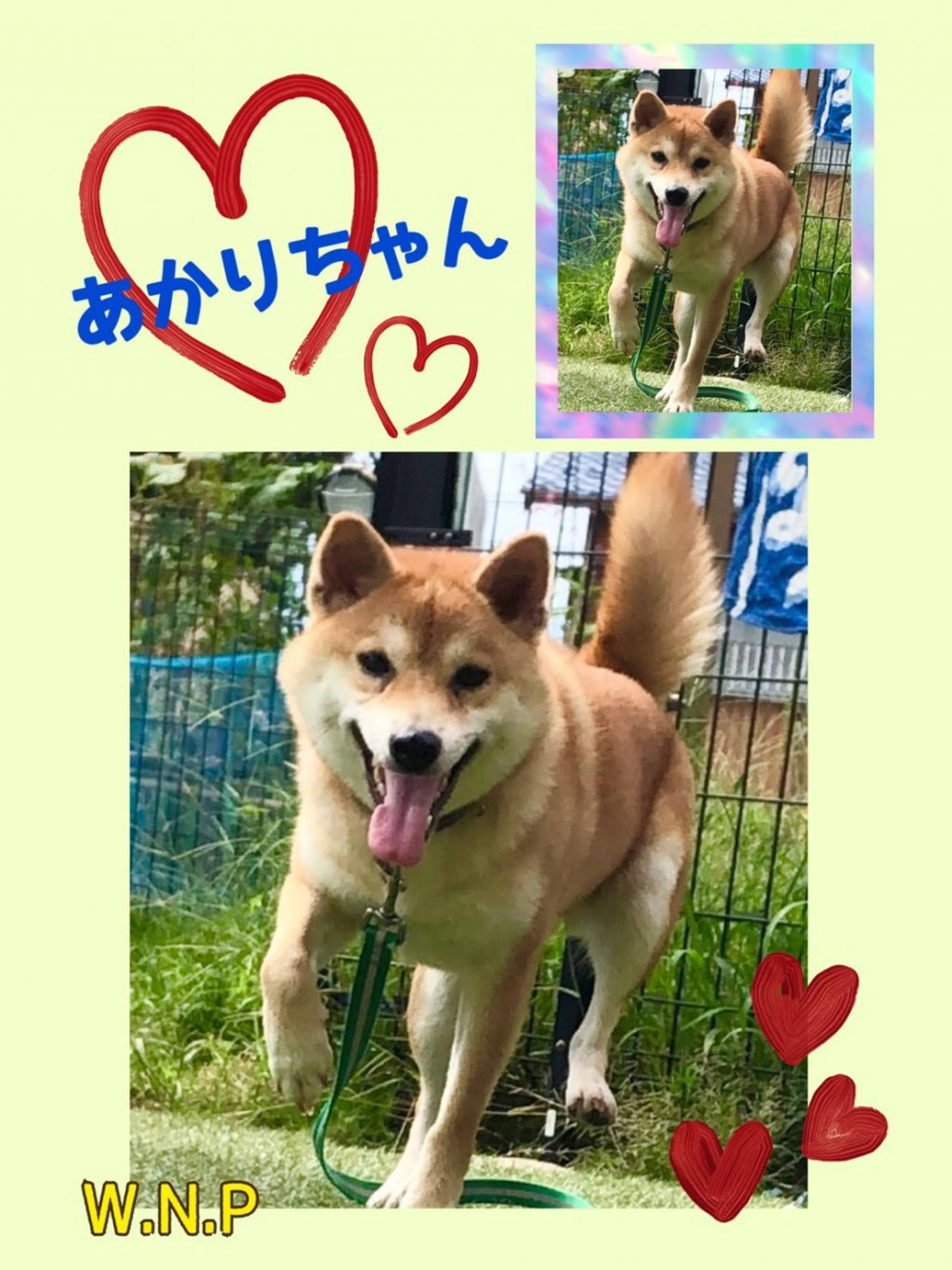 柴犬・メスの里親募集の写真