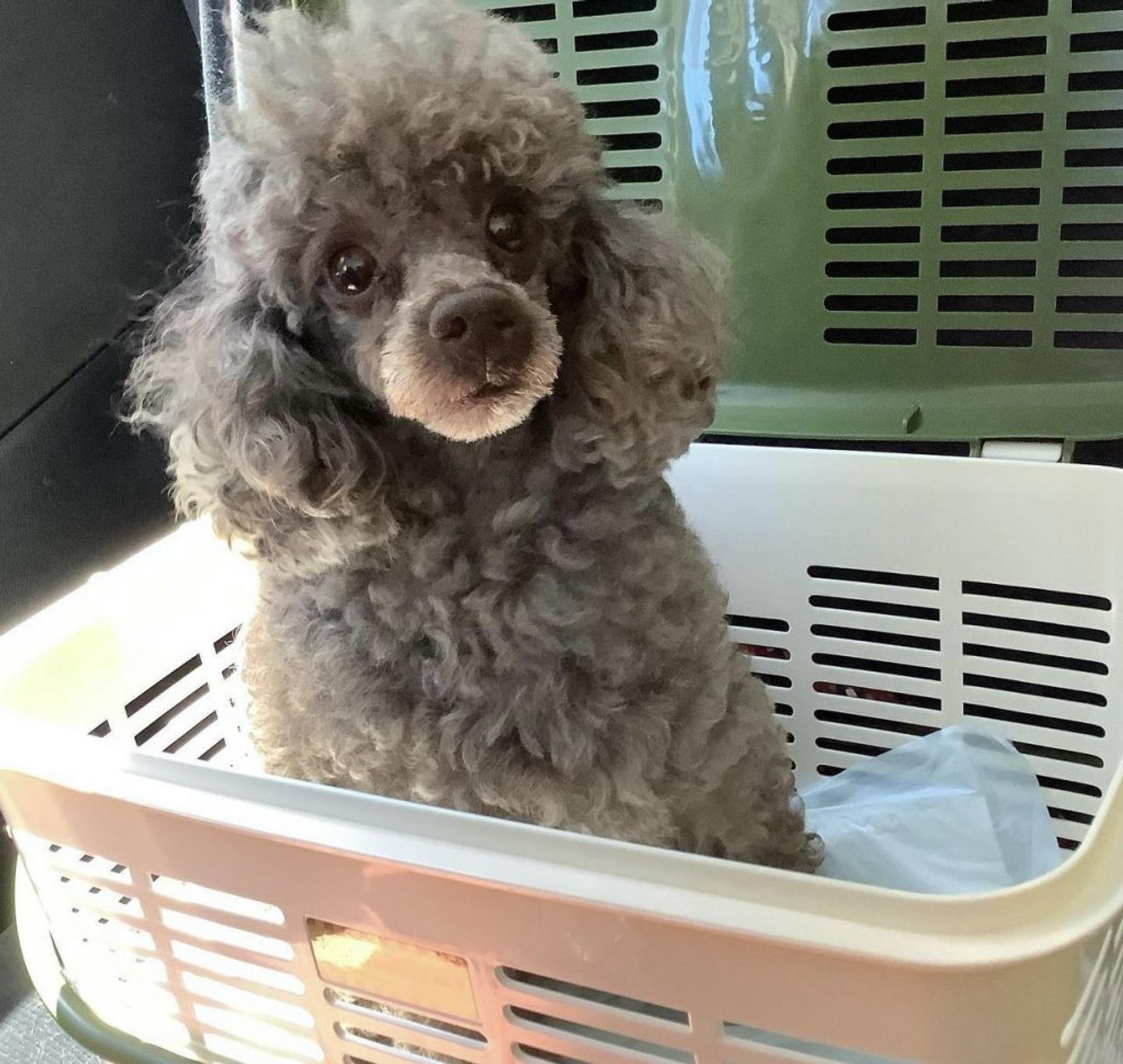 pet-image-3