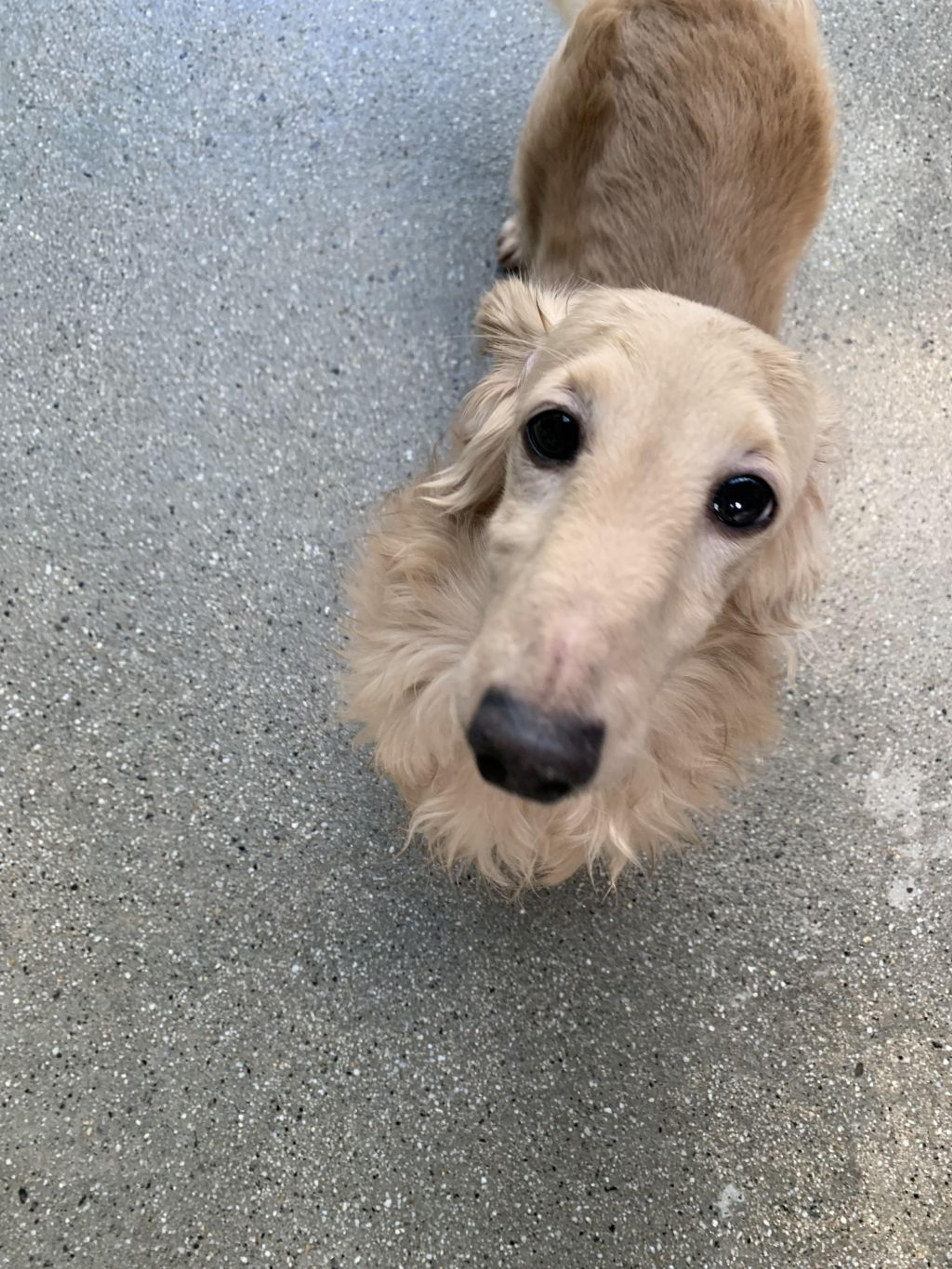 pet-image-3