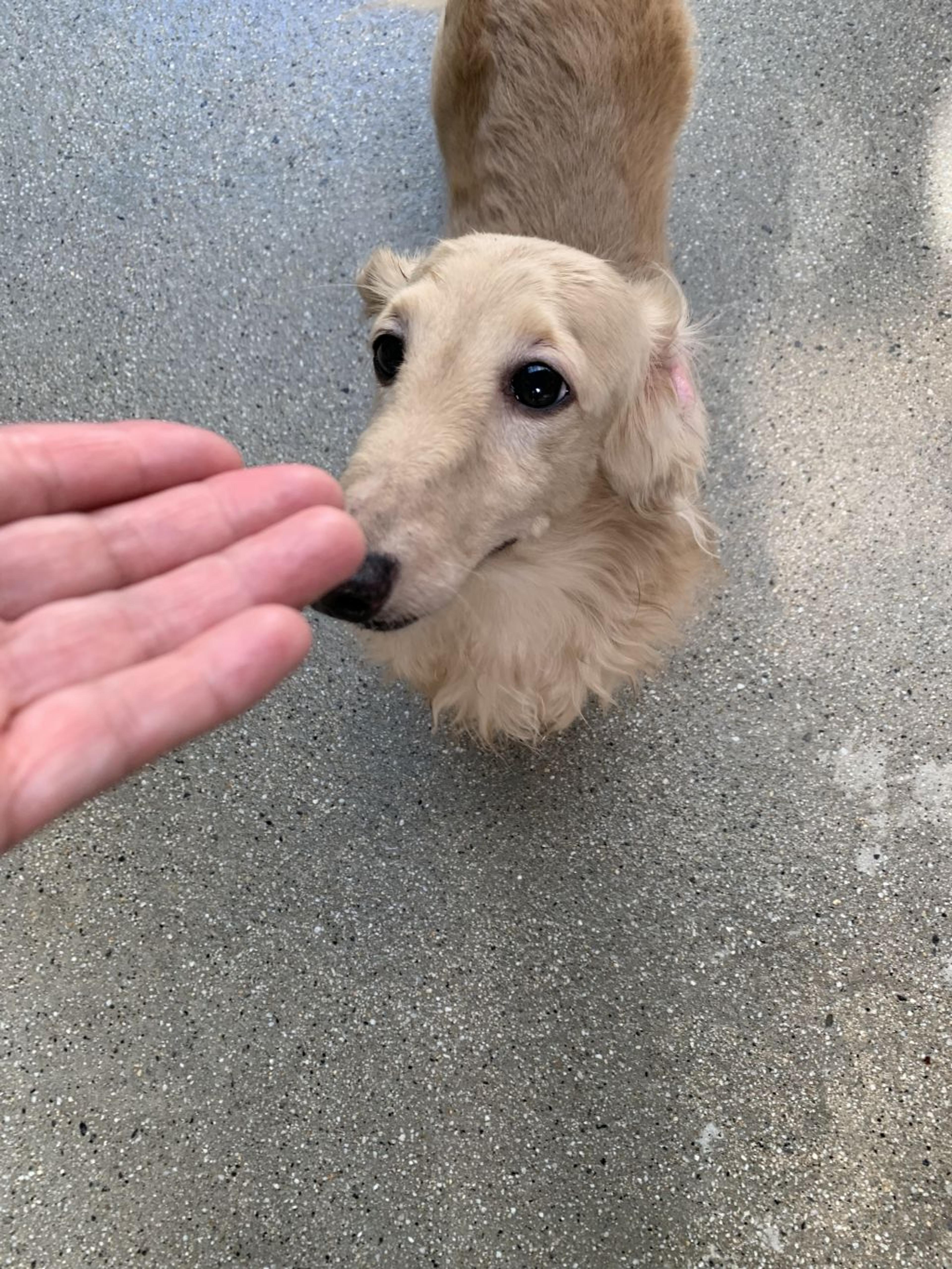 pet-image-7
