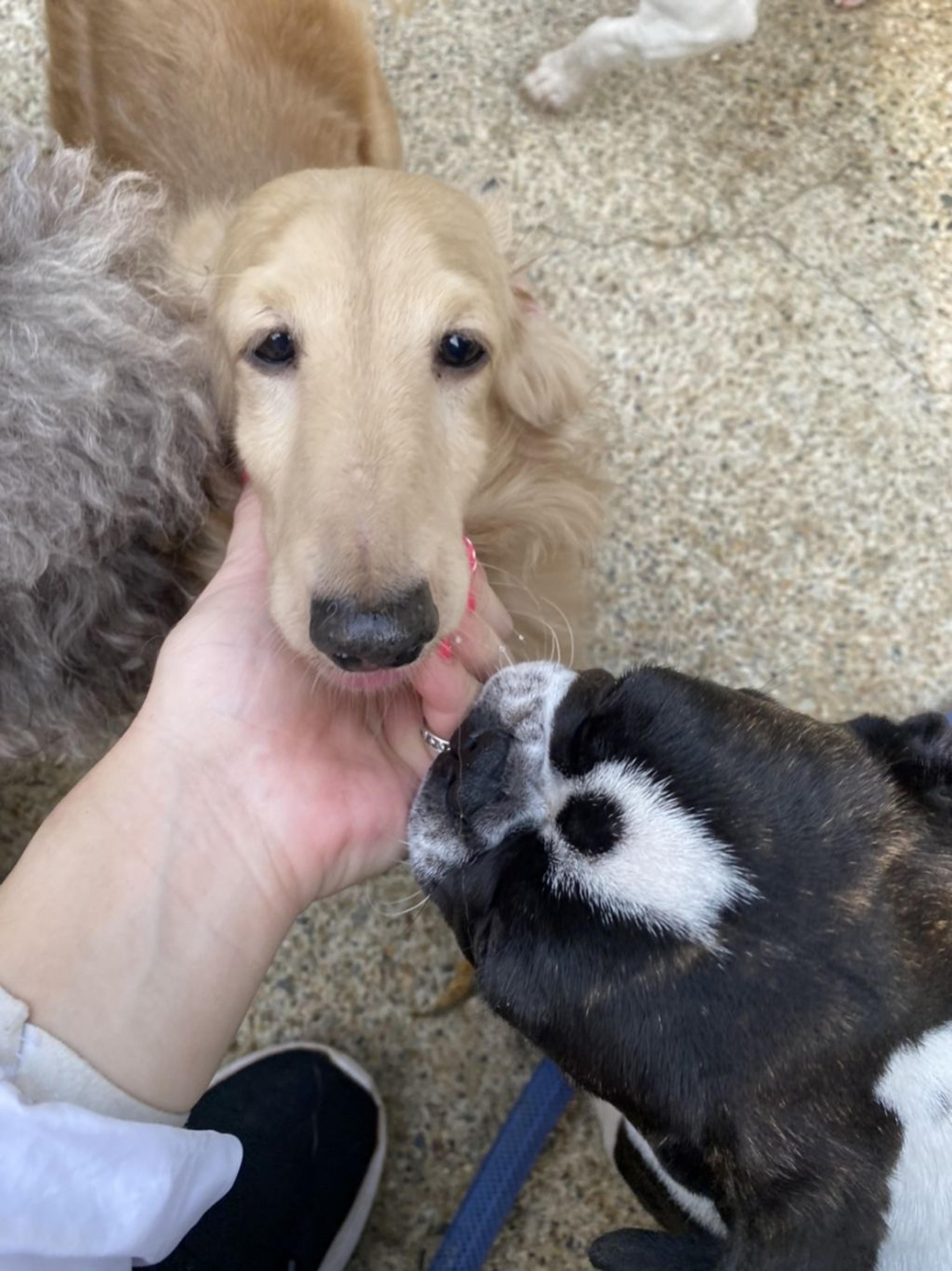 pet-image-4