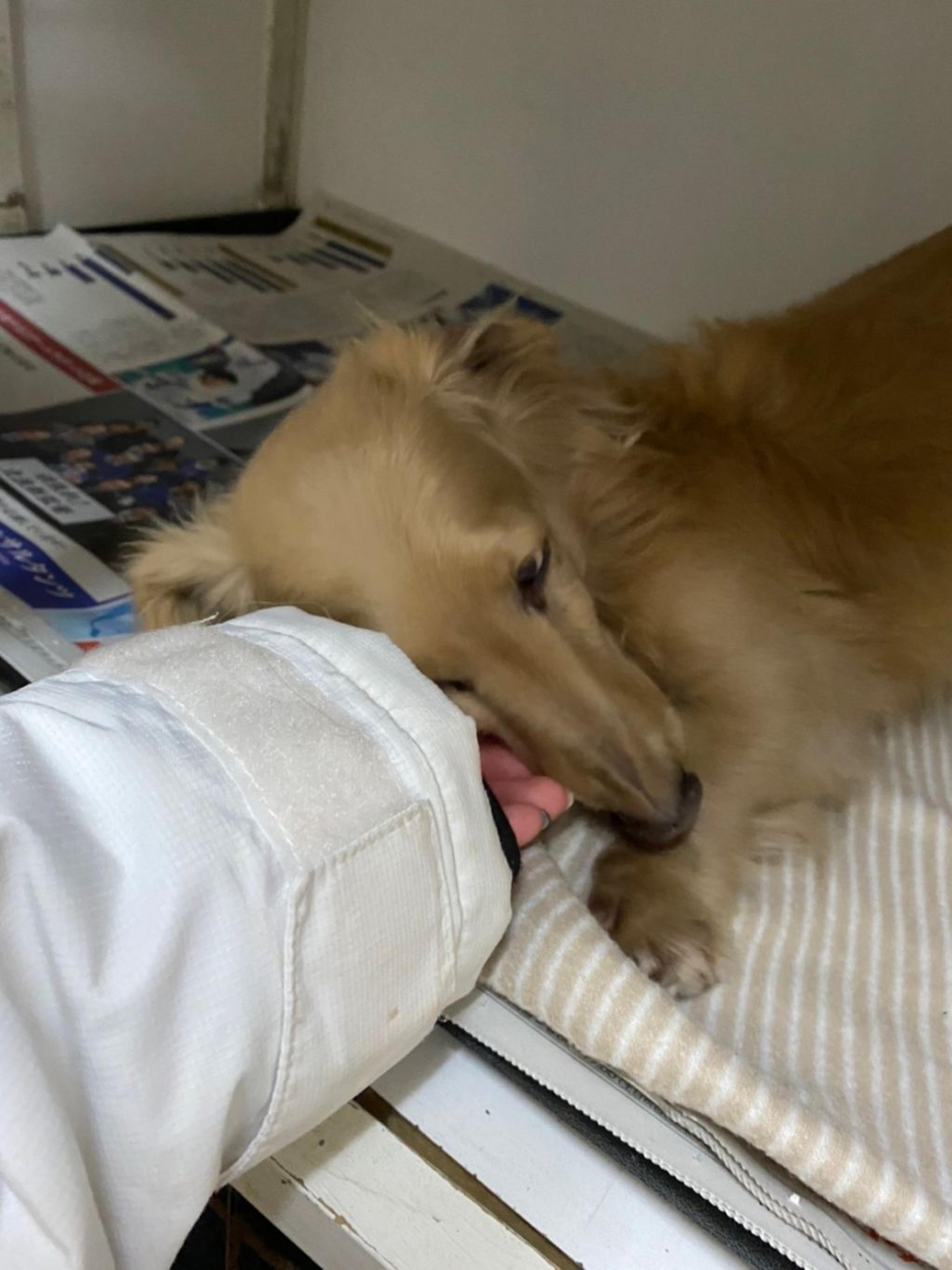 pet-image-5