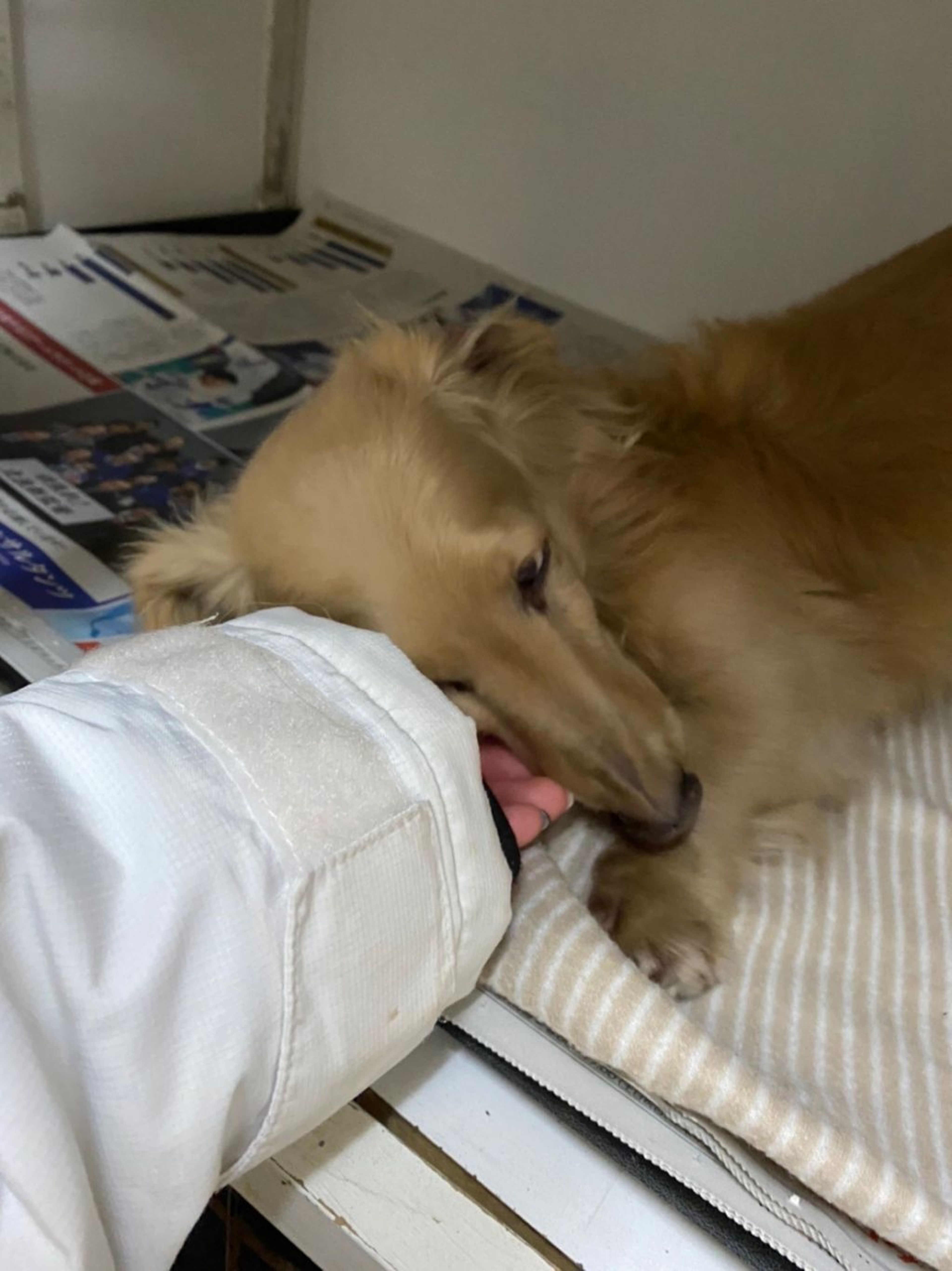 pet-image-5