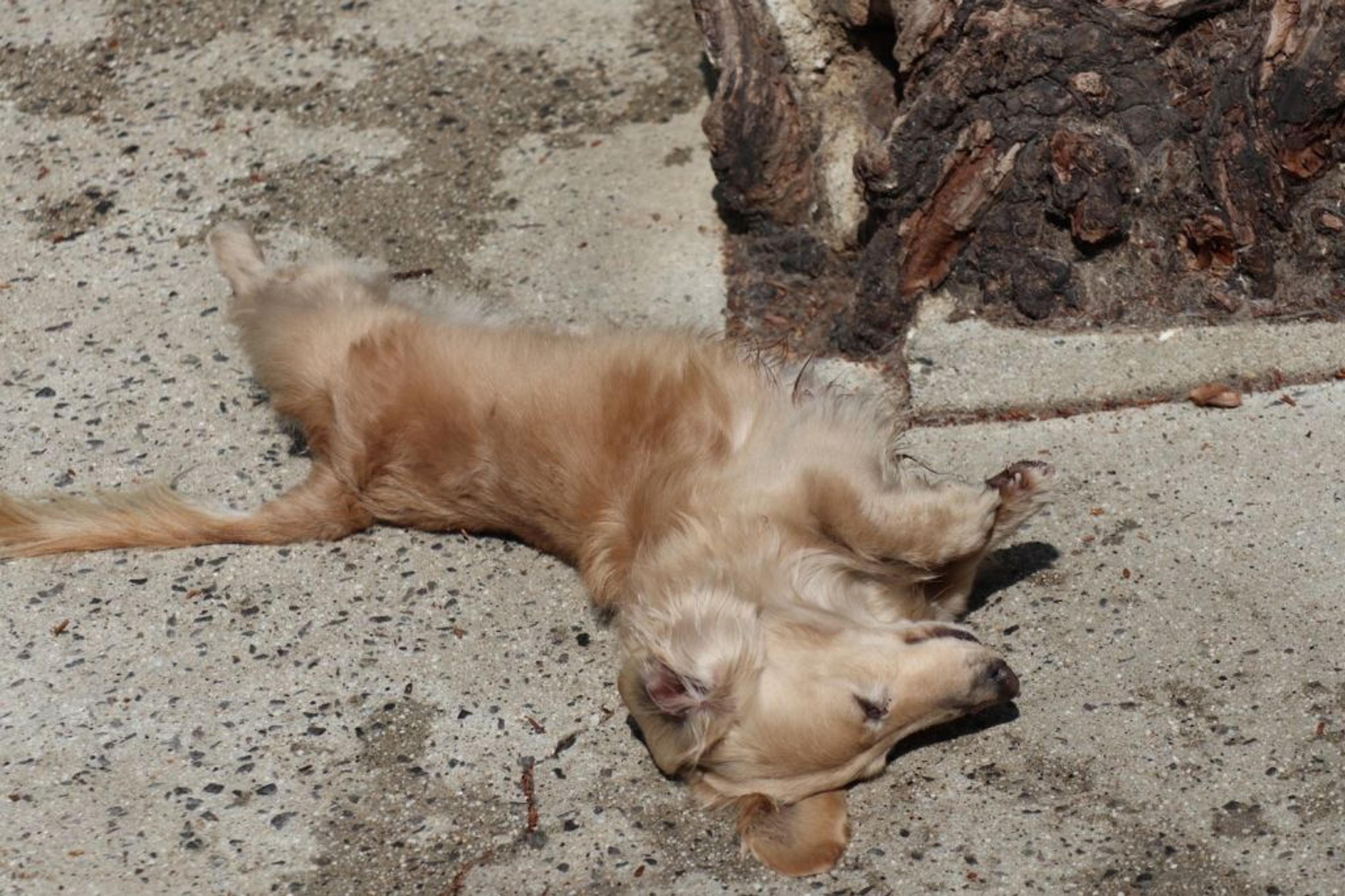 pet-image-6