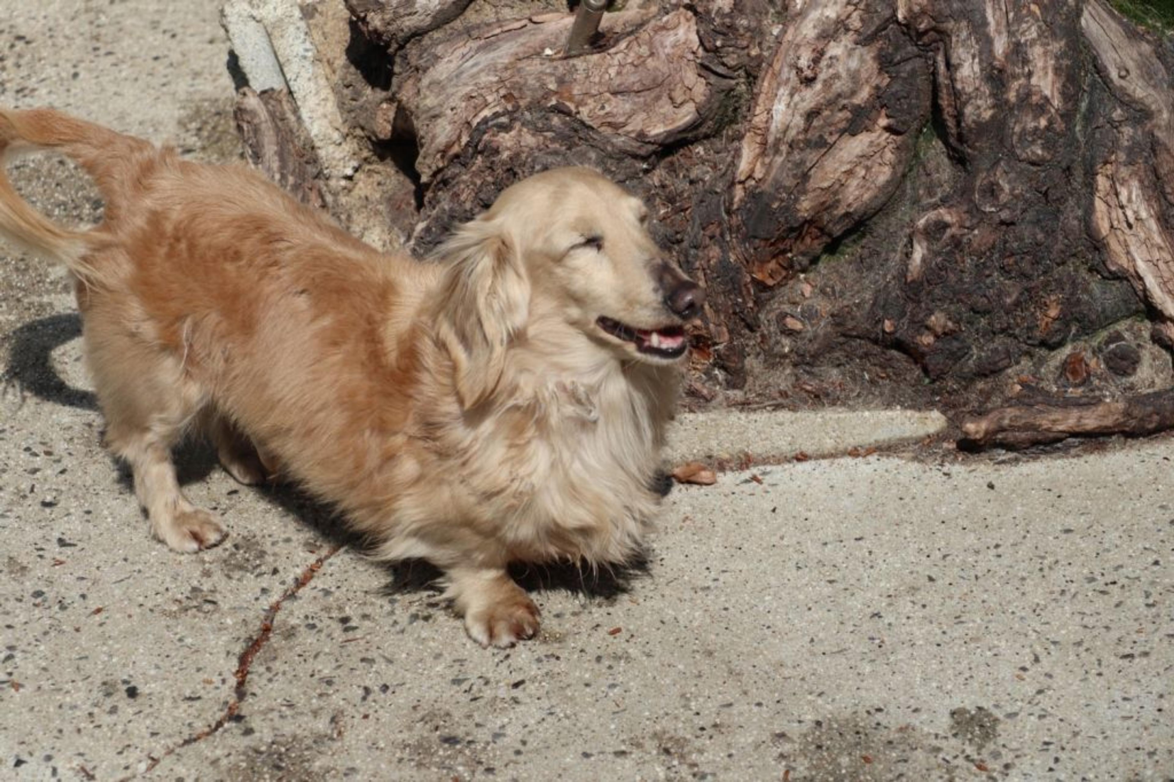 pet-image-8