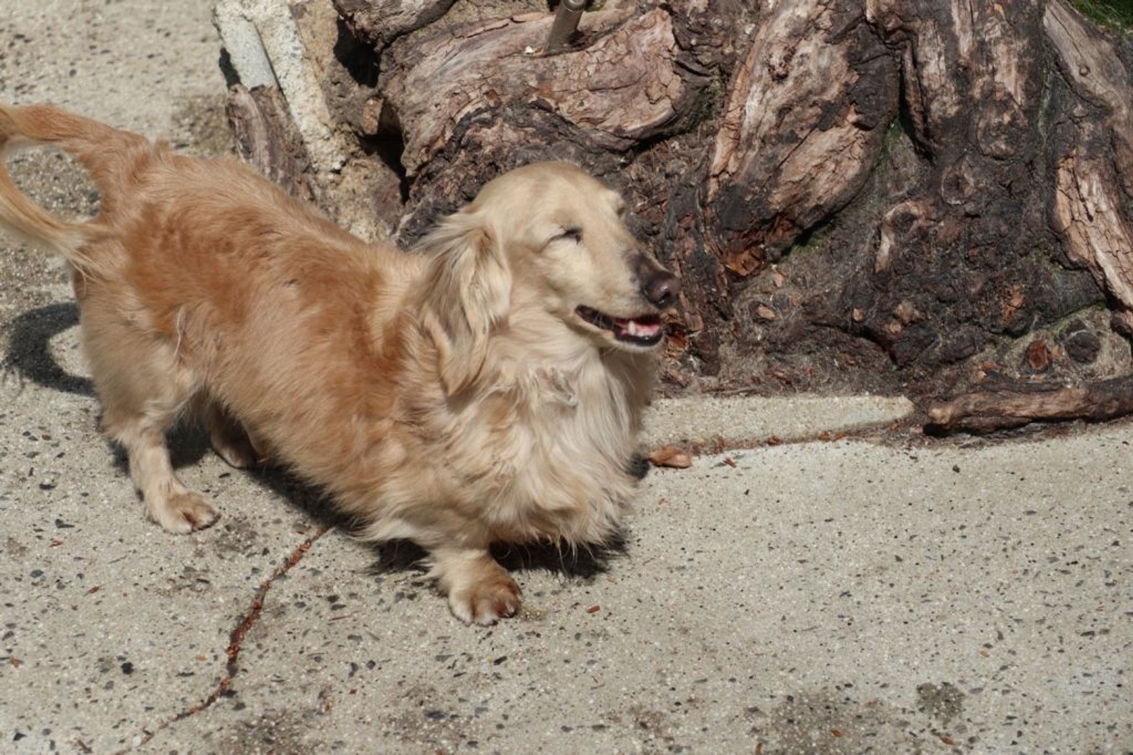 pet-image-8