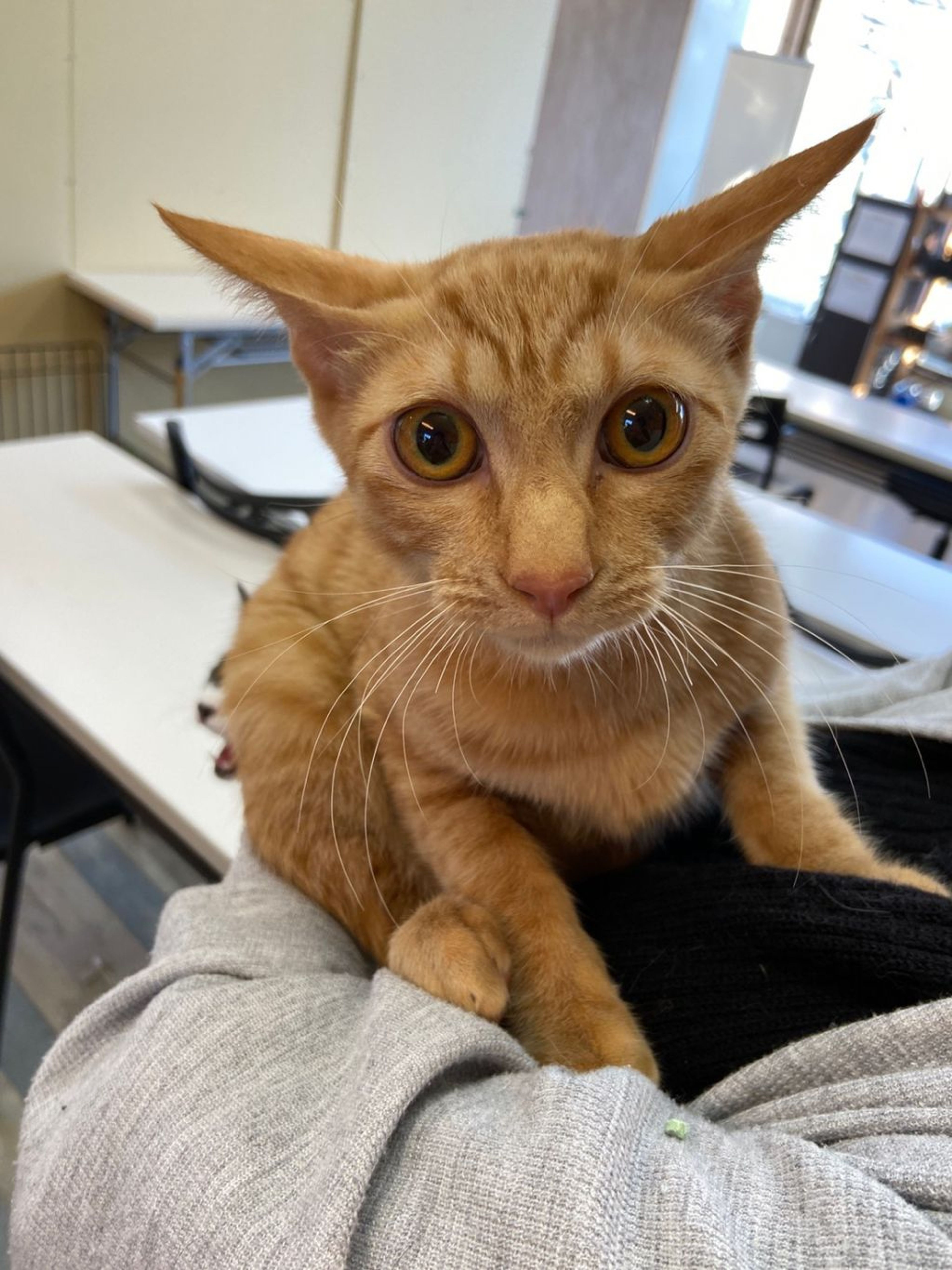 雑種（ミックス猫）・オスの里親募集の写真