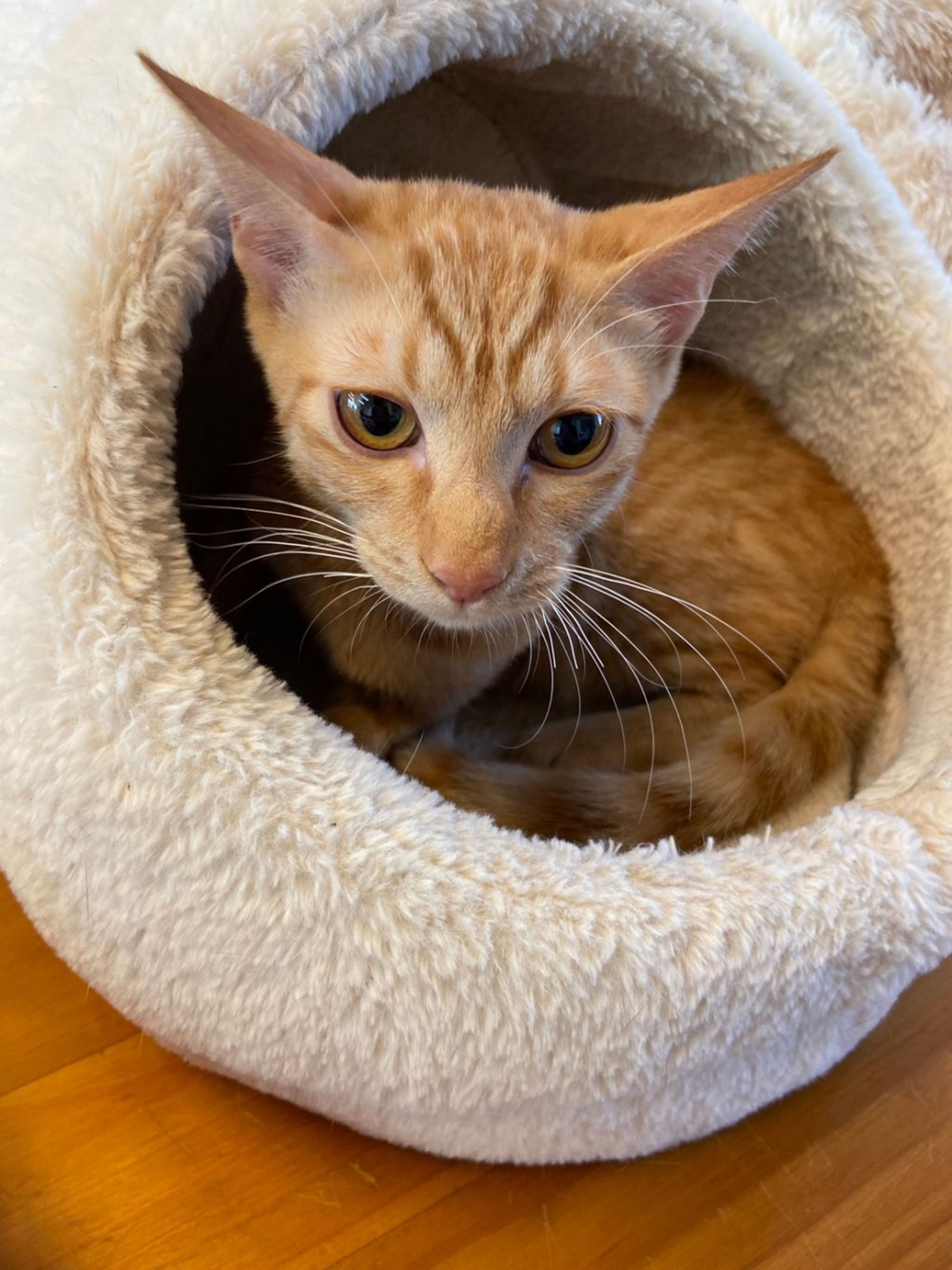 pet-image-4