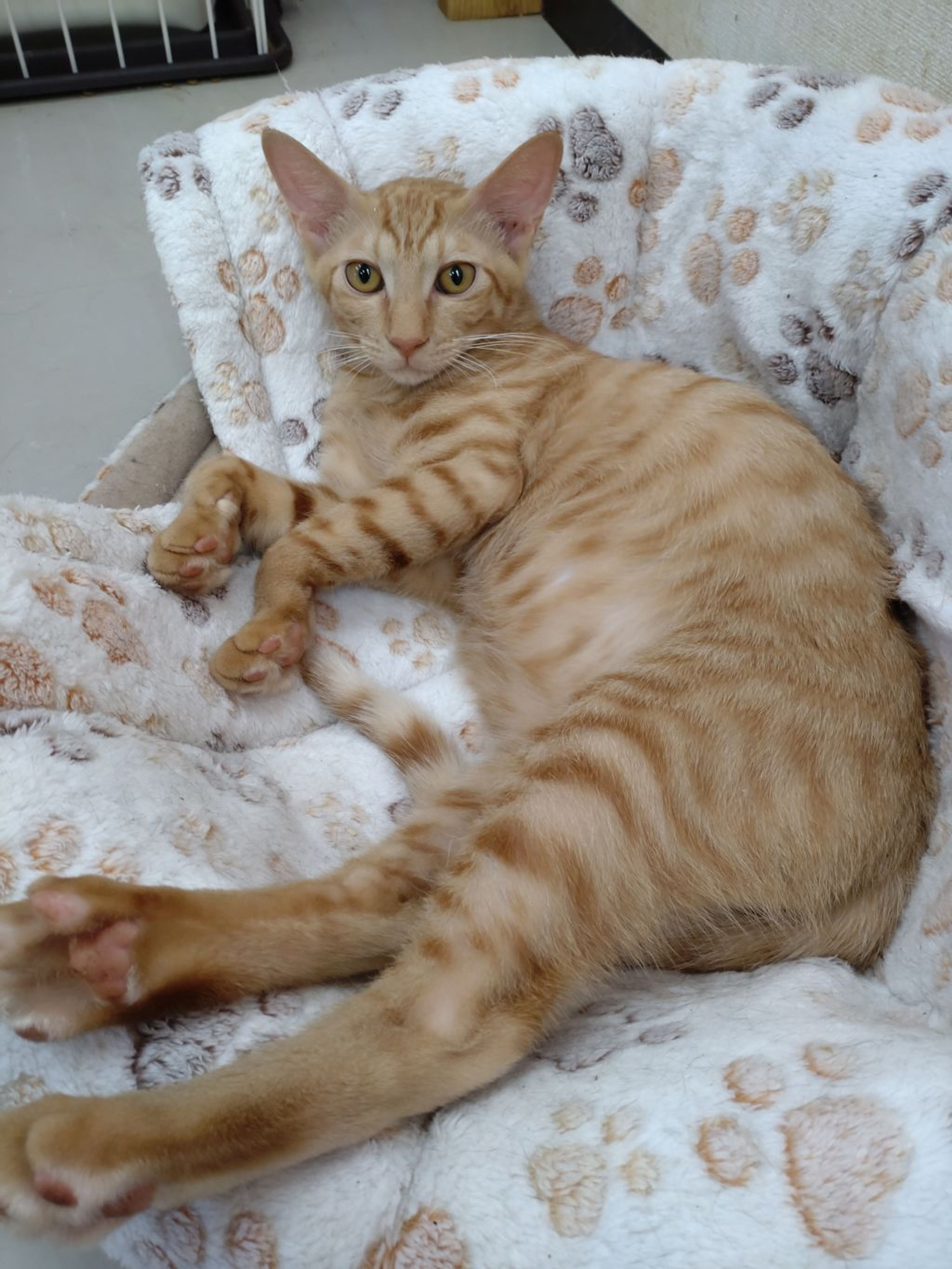 pet-image-2