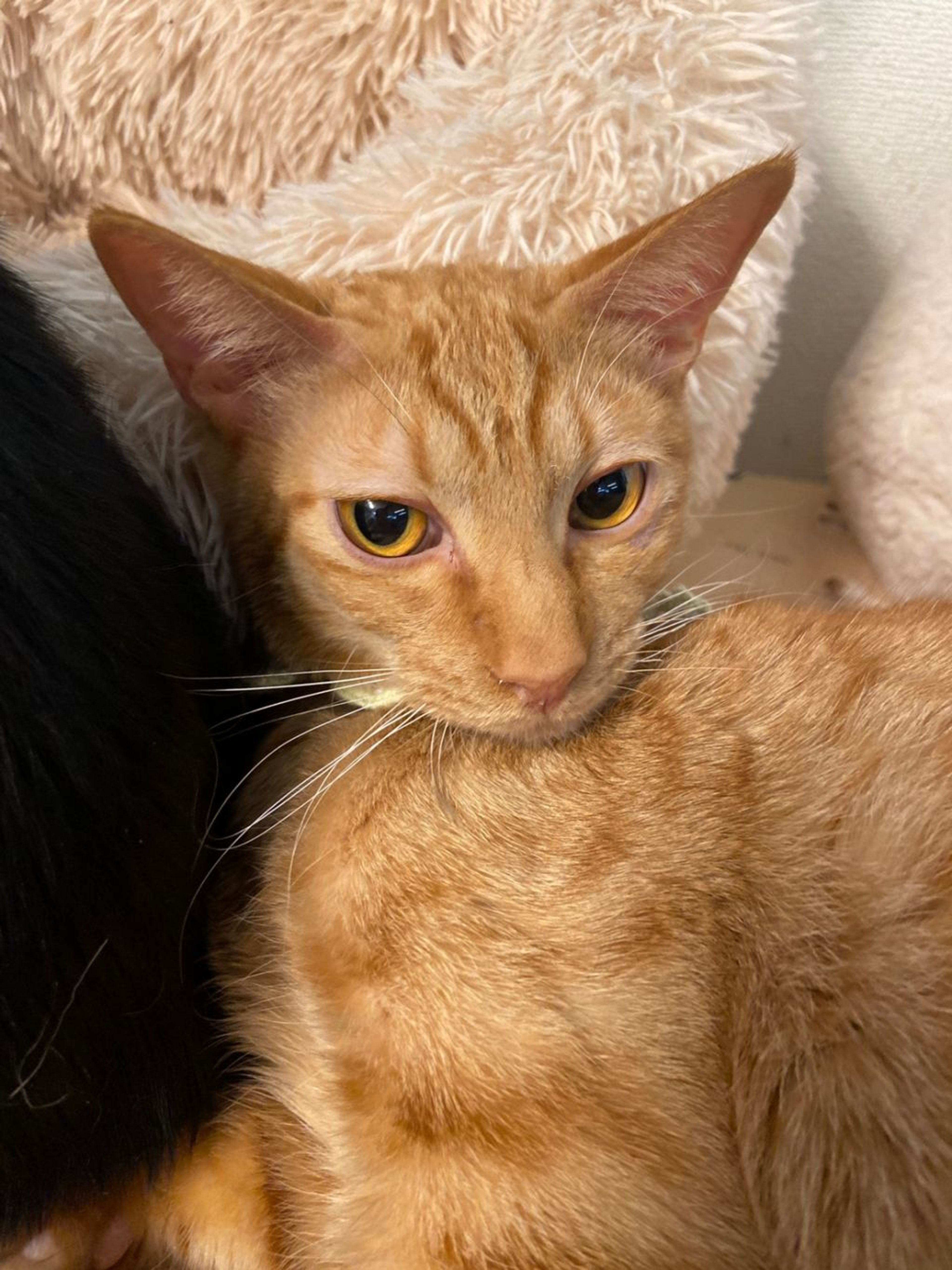 pet-image-5