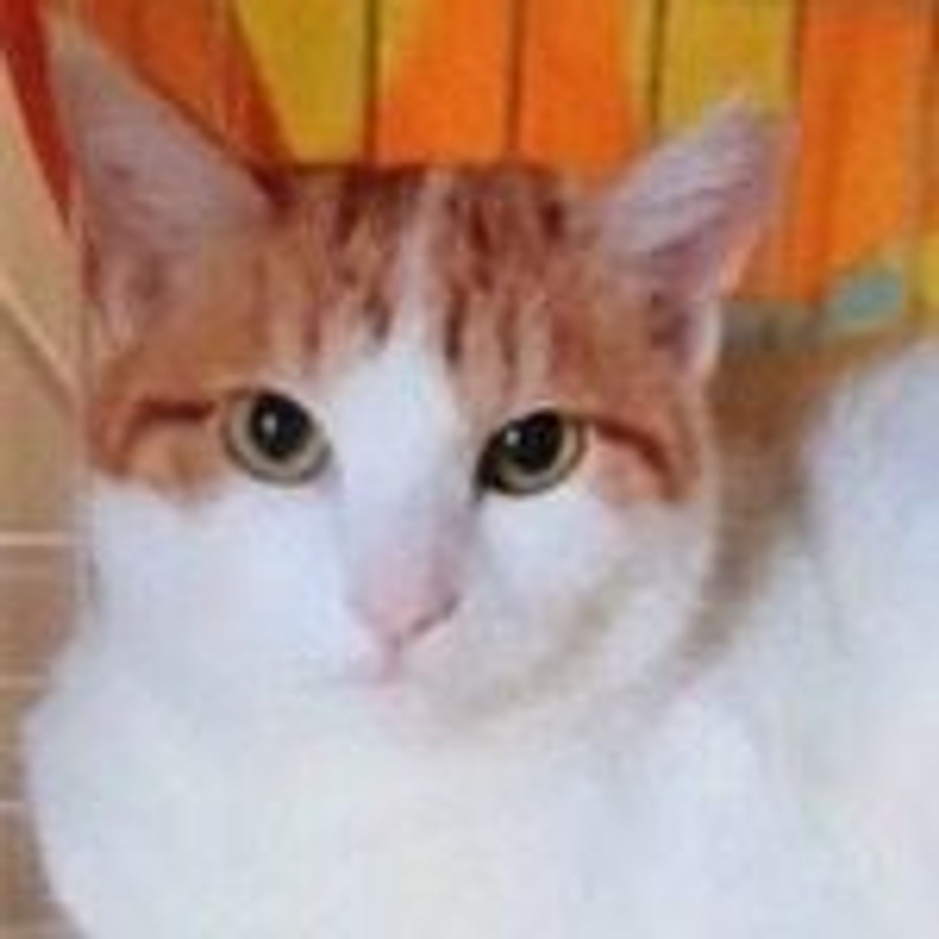 雑種（ミックス猫）・メスの里親募集の写真