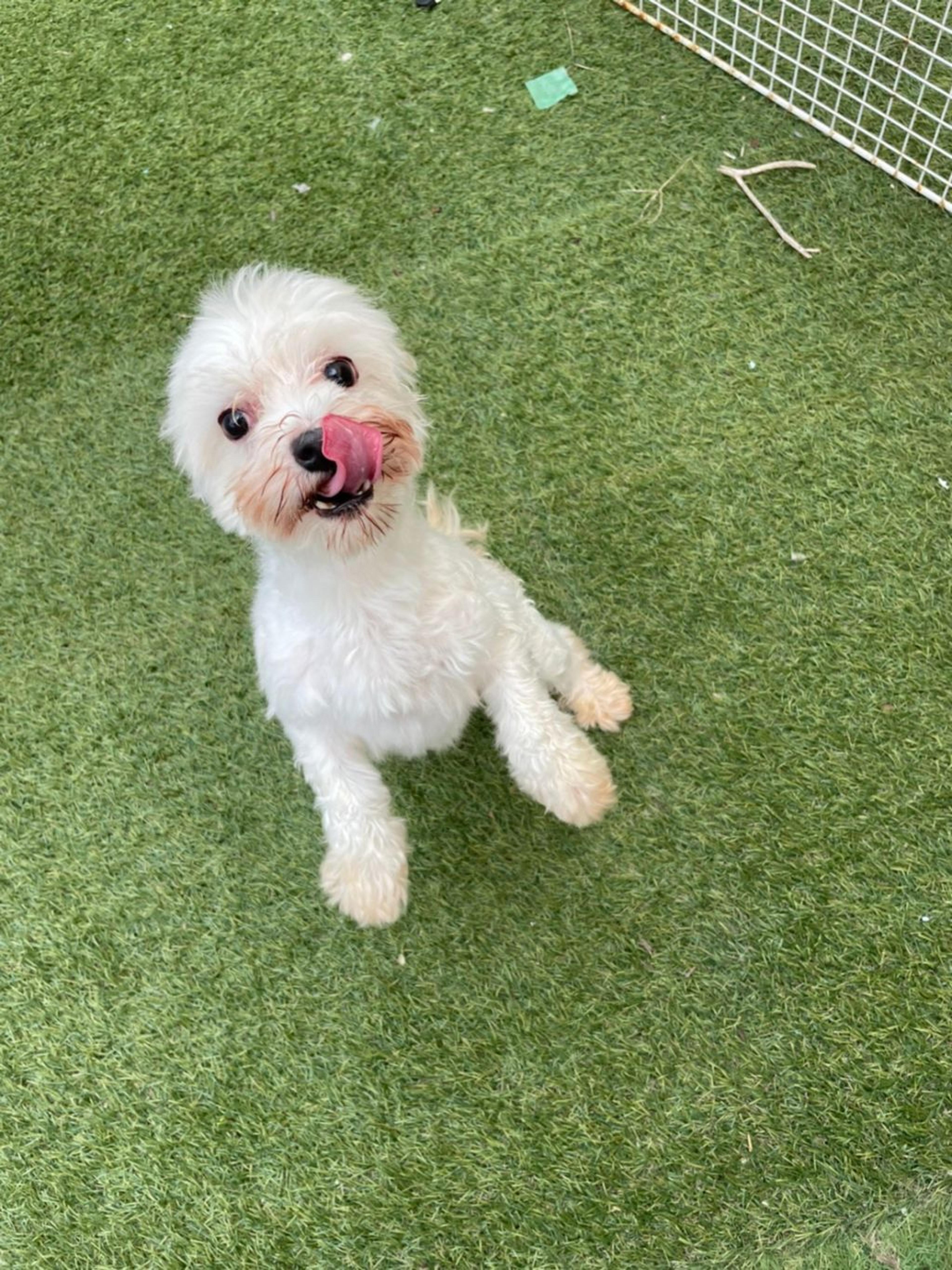 pet-image-5