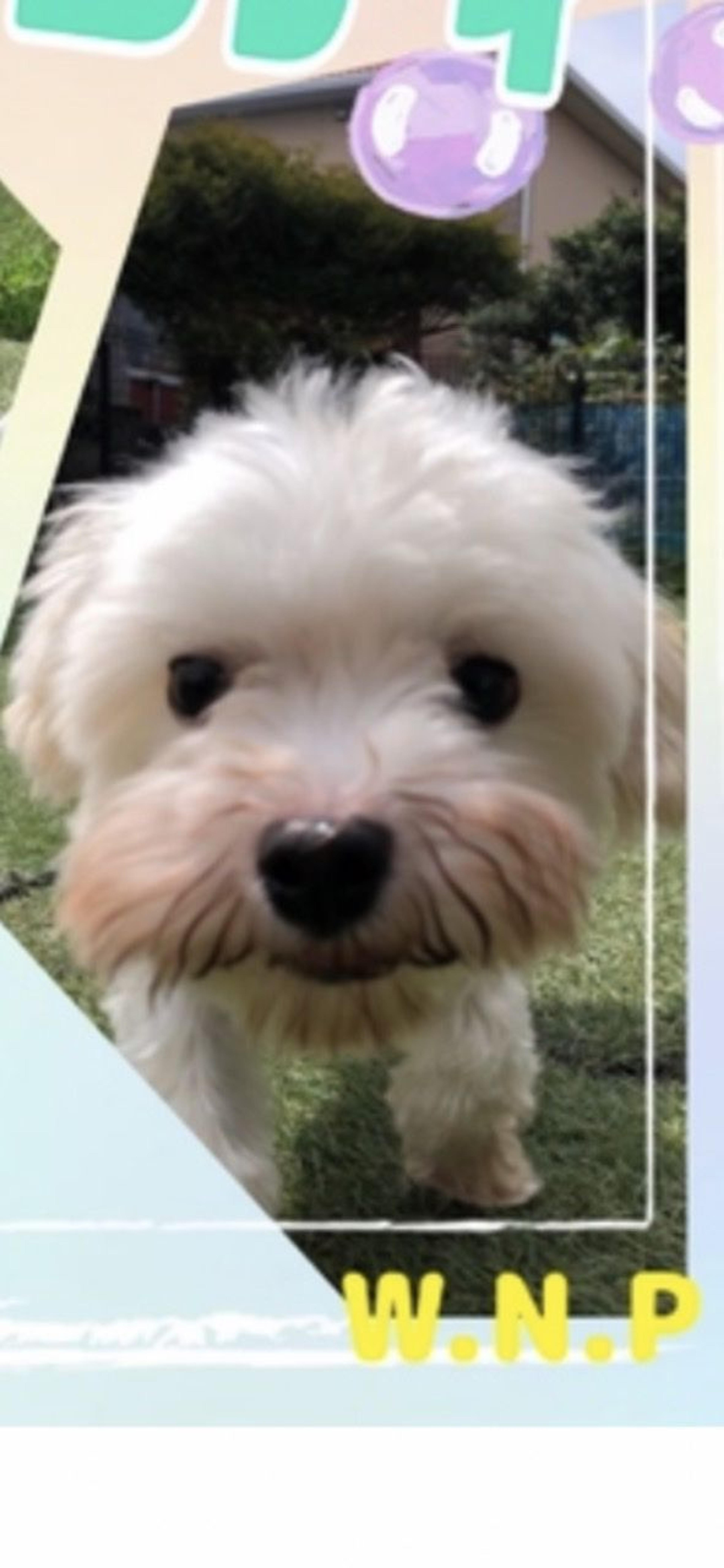 pet-image-6