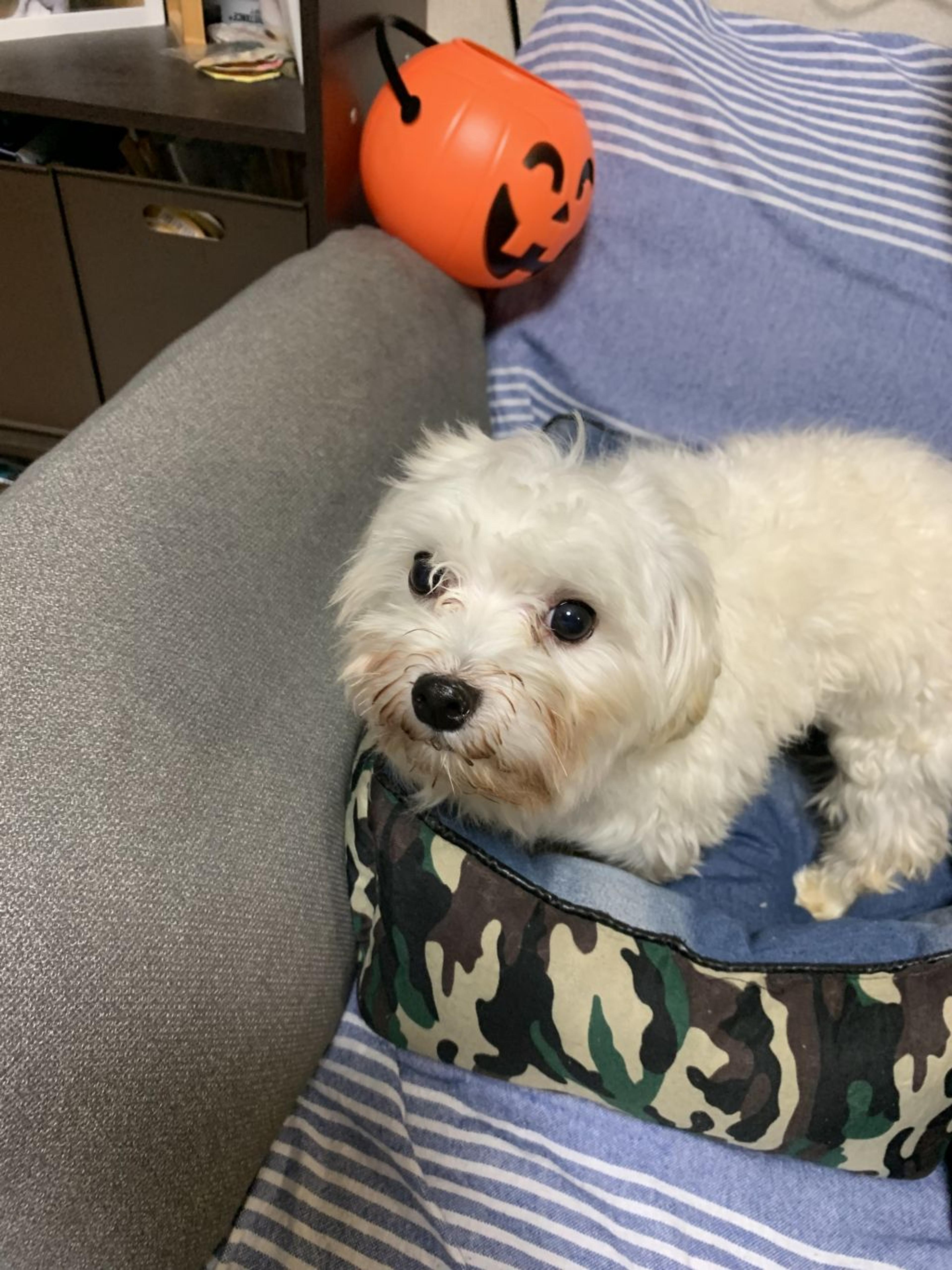 pet-image-2