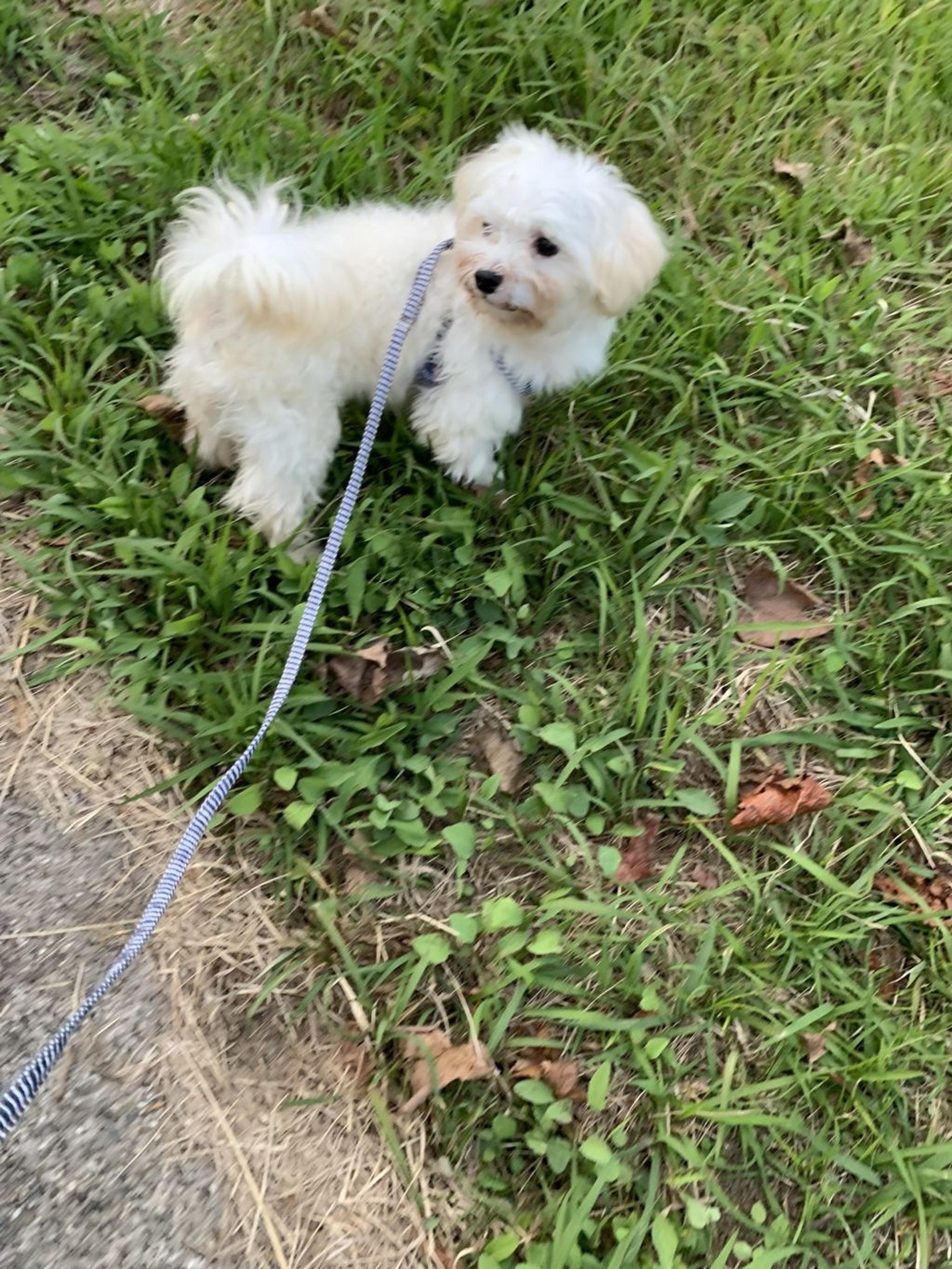 pet-image-3