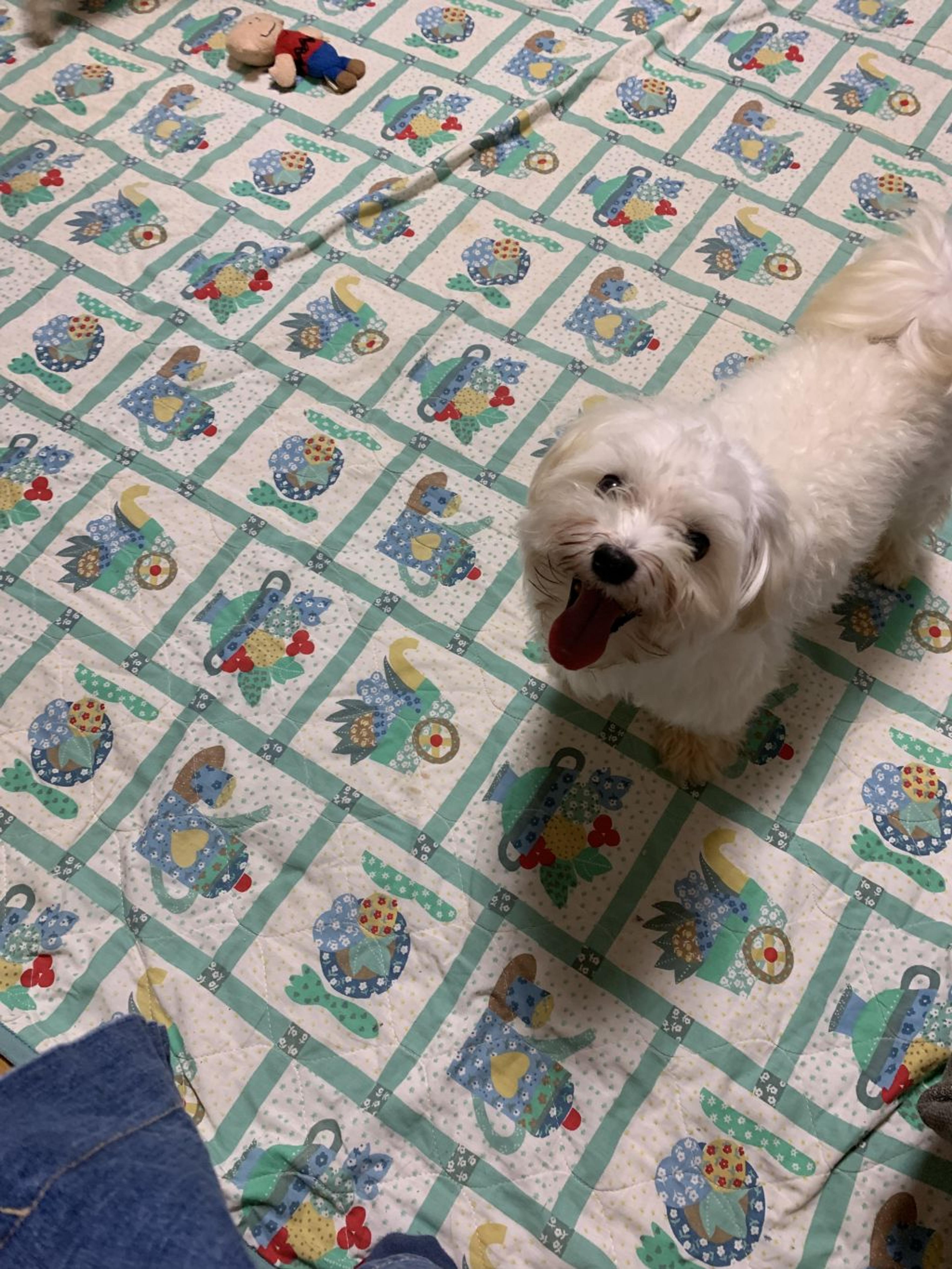 pet-image-4